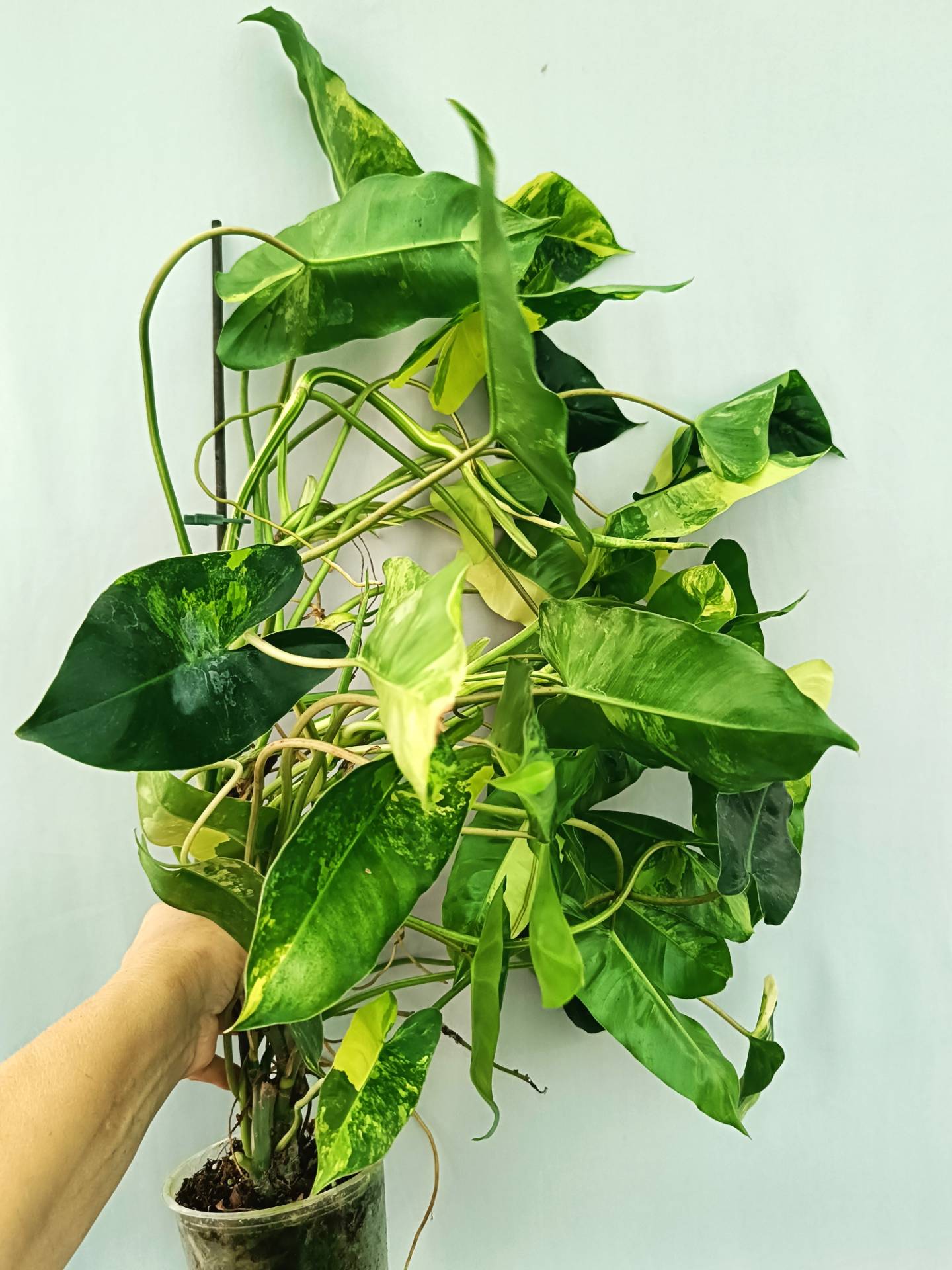 philodendron burle marx varigata nse Philodendron Burle Marx Variegata