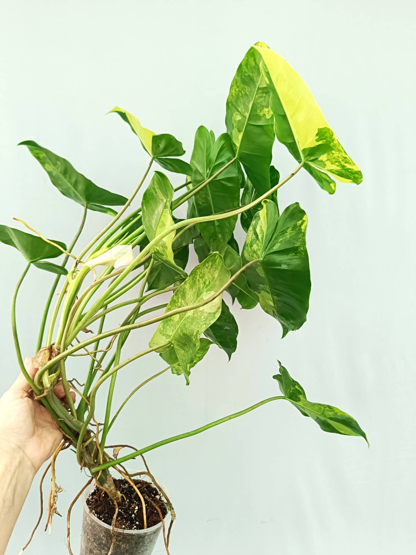 Philodendron Burle Marx Variegata