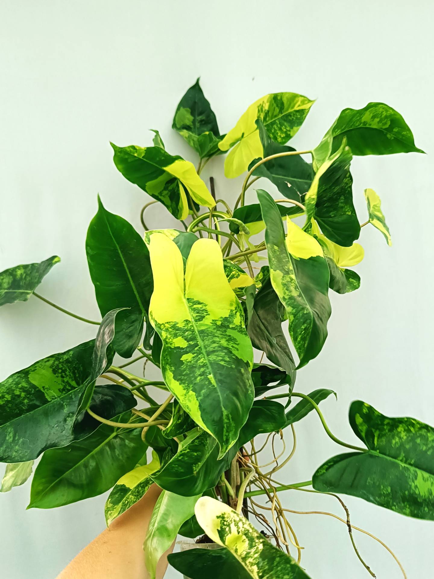 Philodendron Burle Marx Variegata