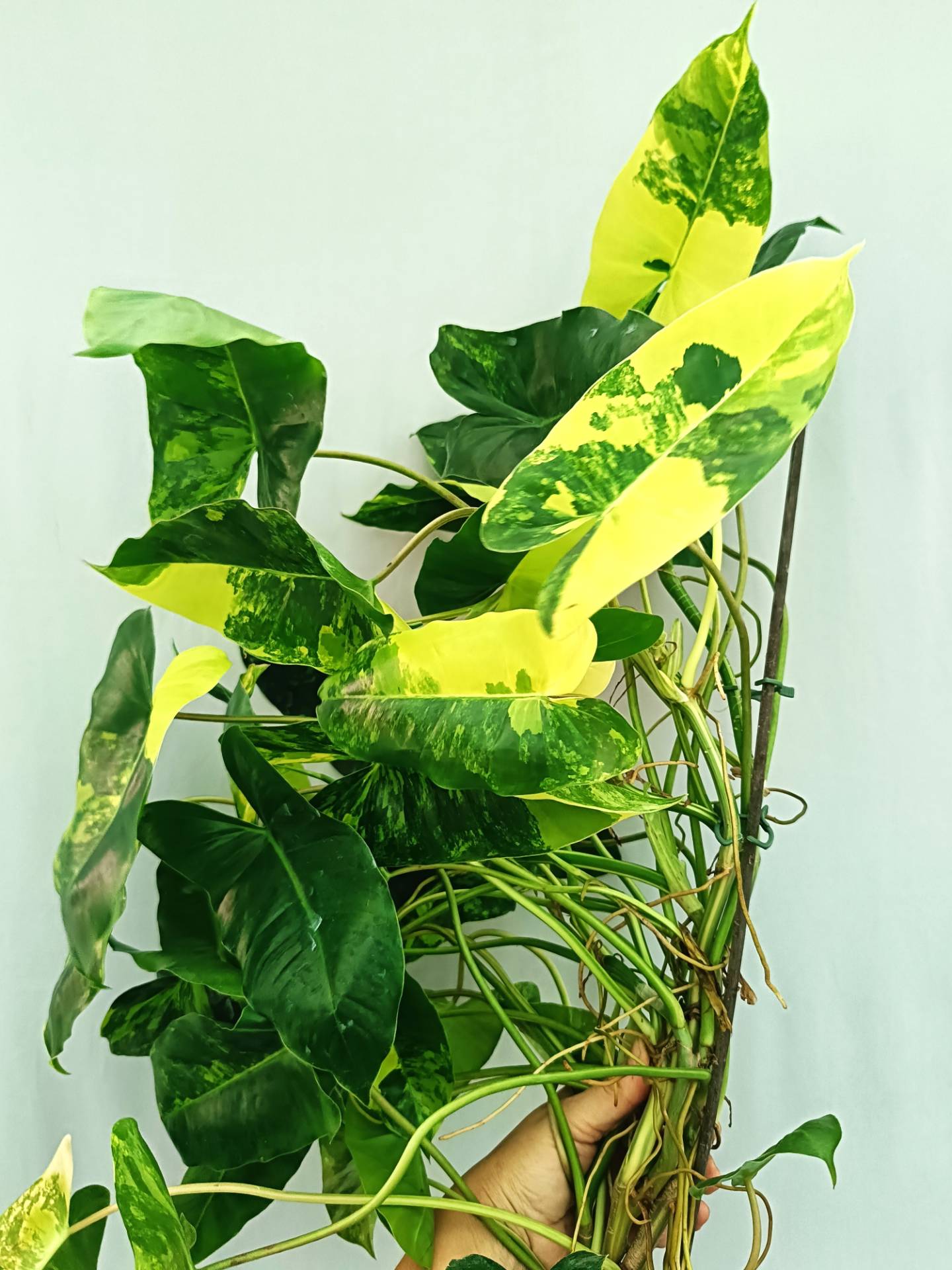 Philodendron Burle Marx Variegata