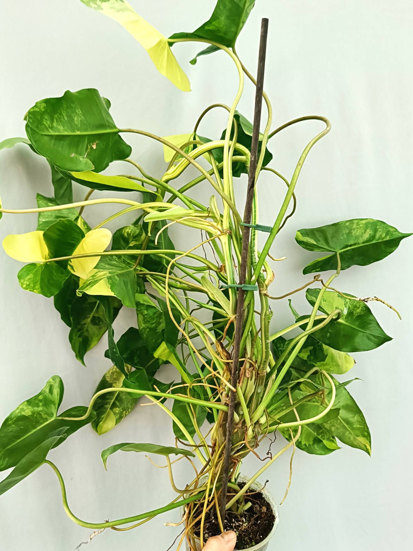 Philodendron Burle Marx Variegata