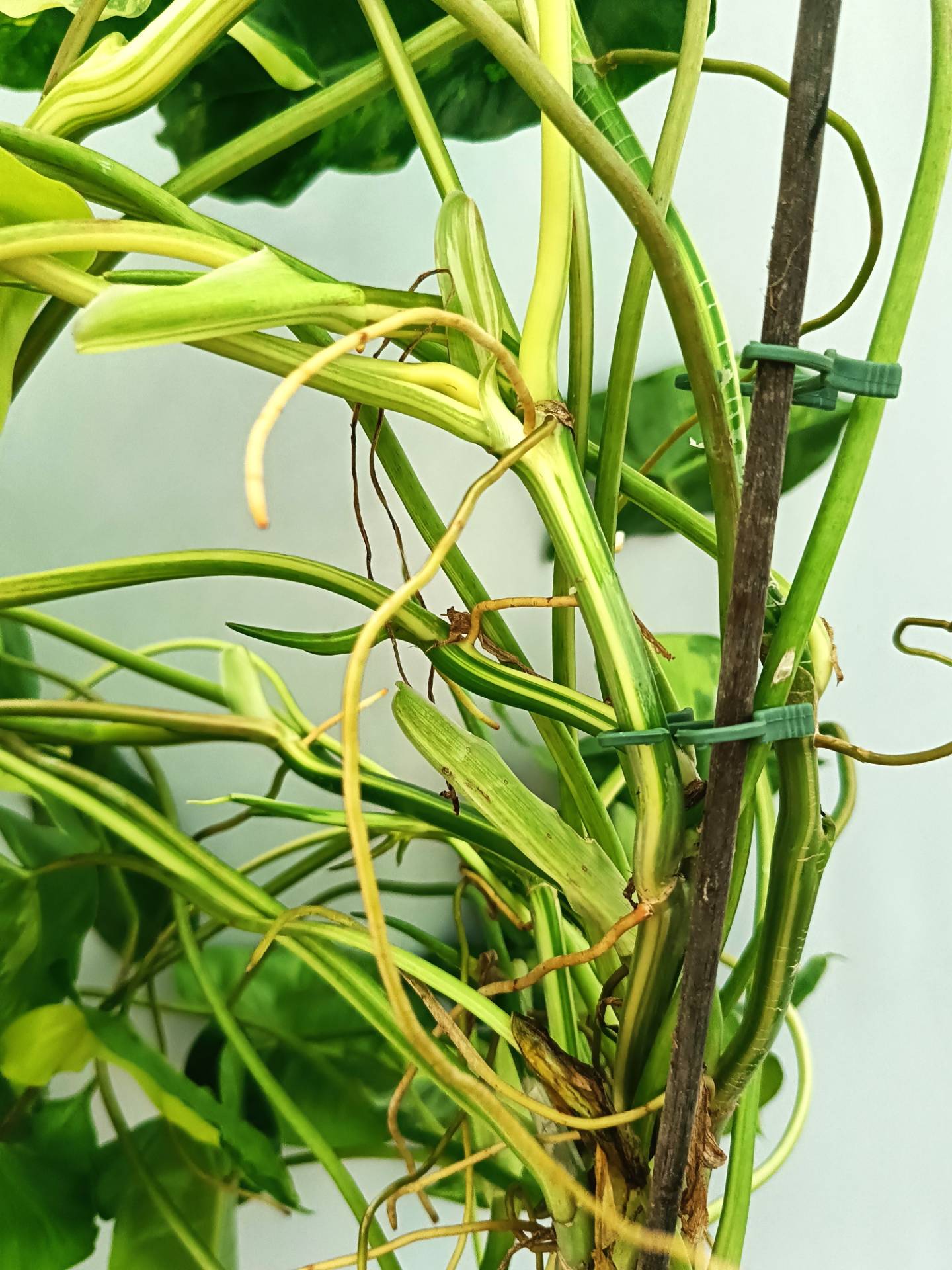 Philodendron Burle Marx Variegata