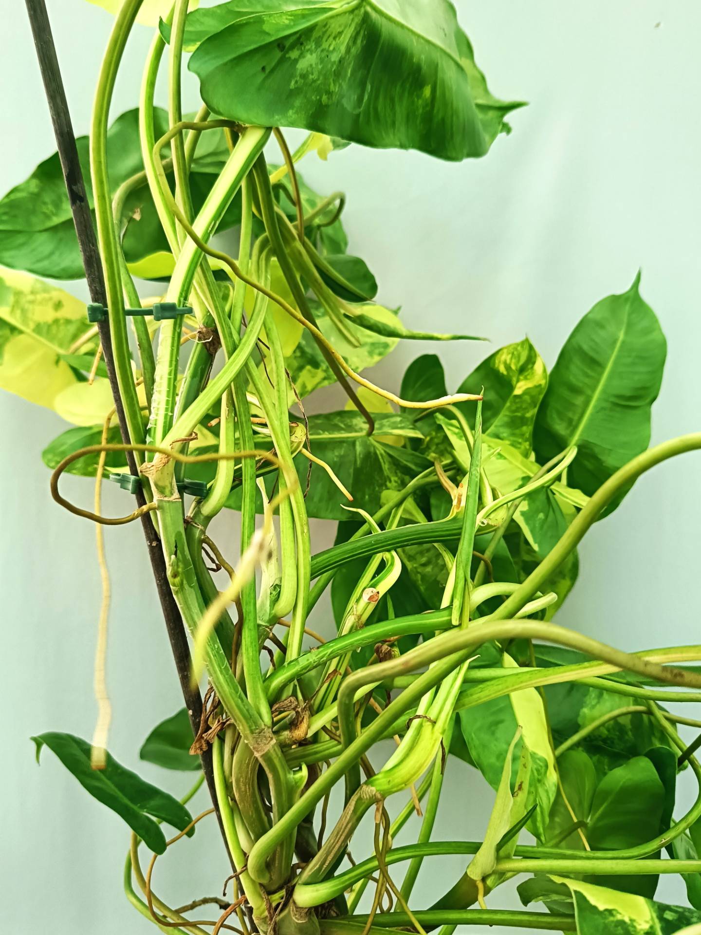 philodendron burle marx albo variegata rare variegated plant from thailand Philodendron Burle Marx Variegata