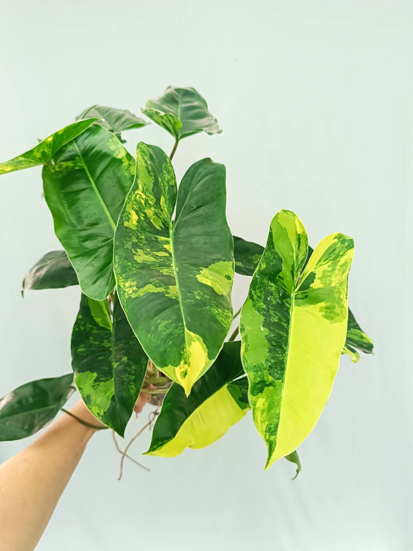 Philodendron Burle Marx Variegata