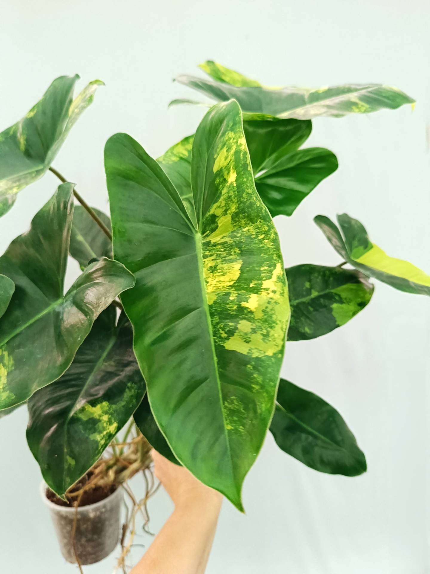 Philodendron Burle Marx Variegata