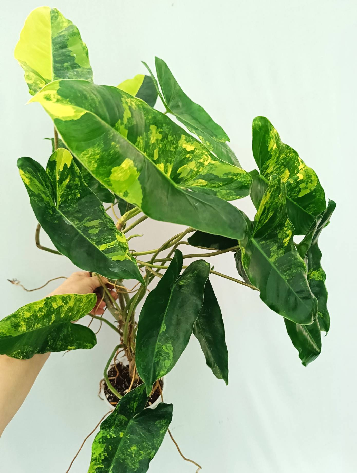 Philodendron Burle Marx Variegata