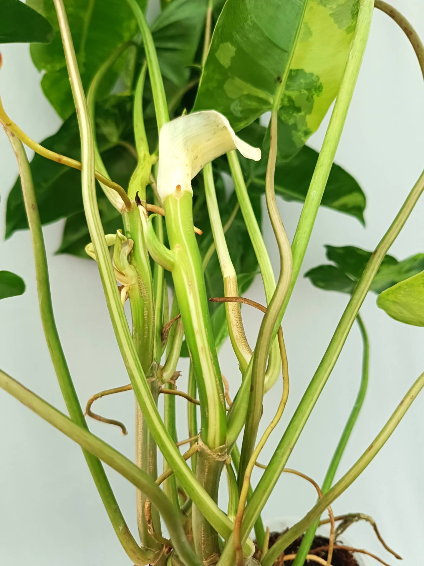 Philodendron Burle Marx Variegata