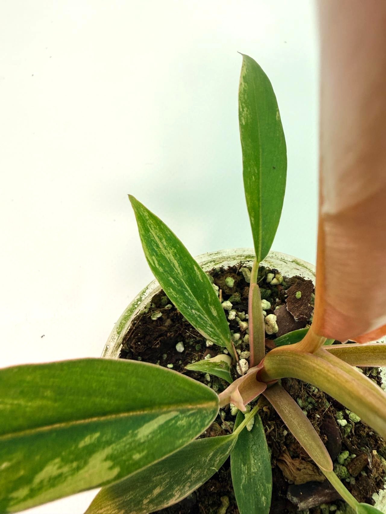 Philodendron Caramel Marble 11