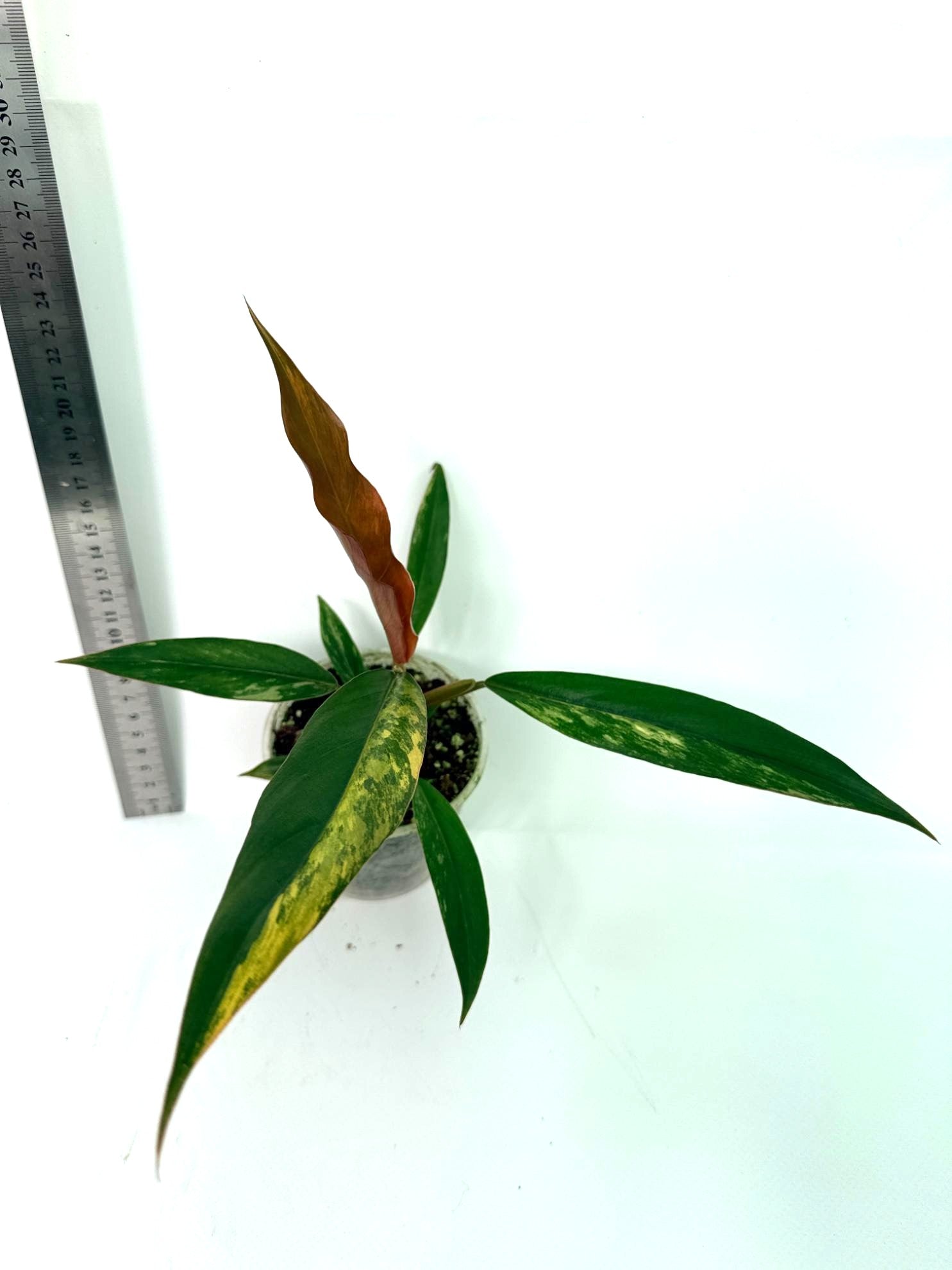 Philodendron Caramel Marble 3