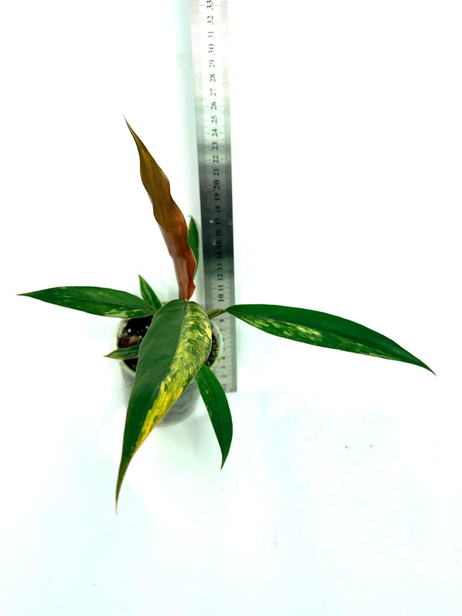Philodendron Caramel Marble 5