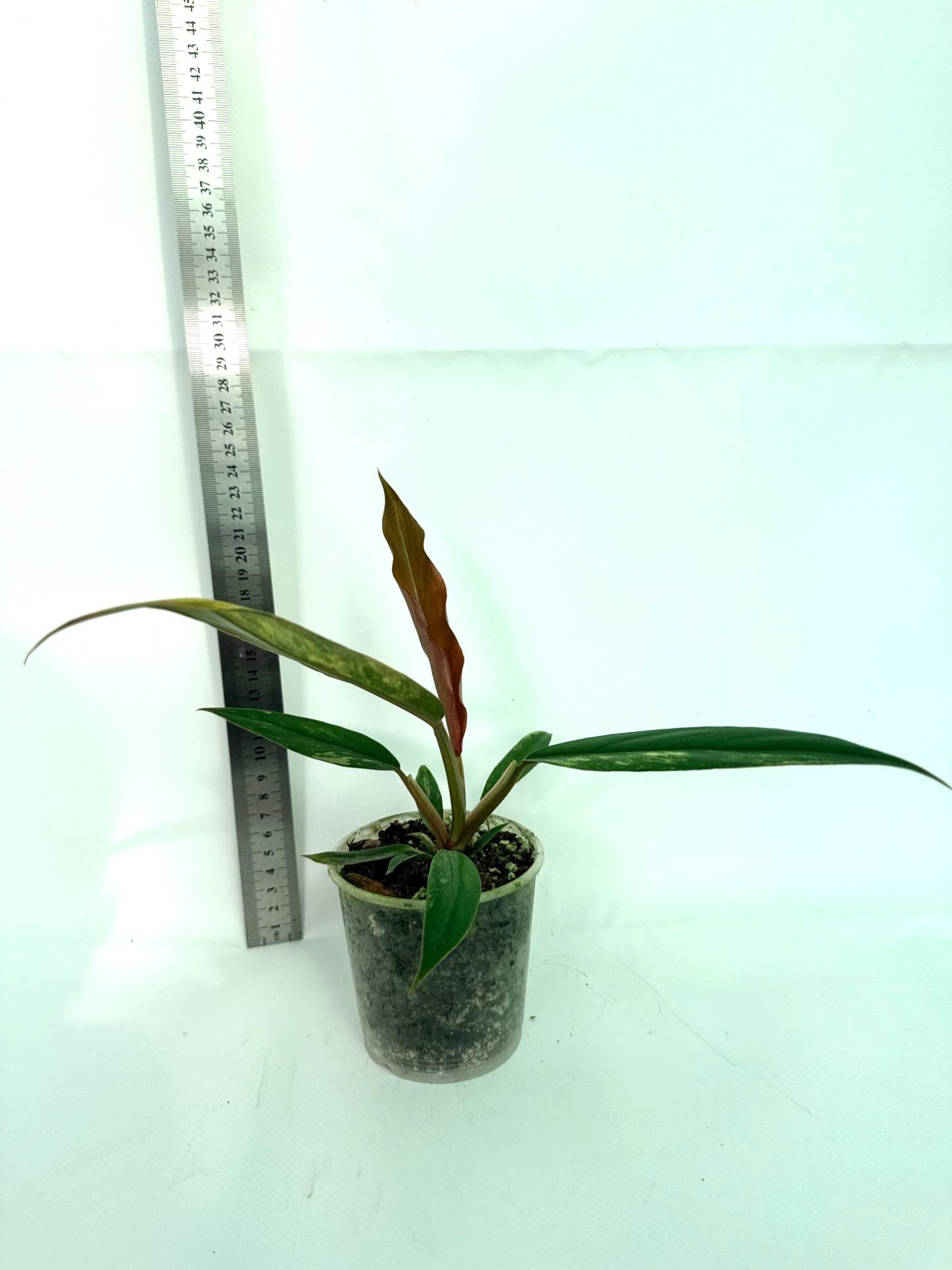 Philodendron Caramel Marble 6
