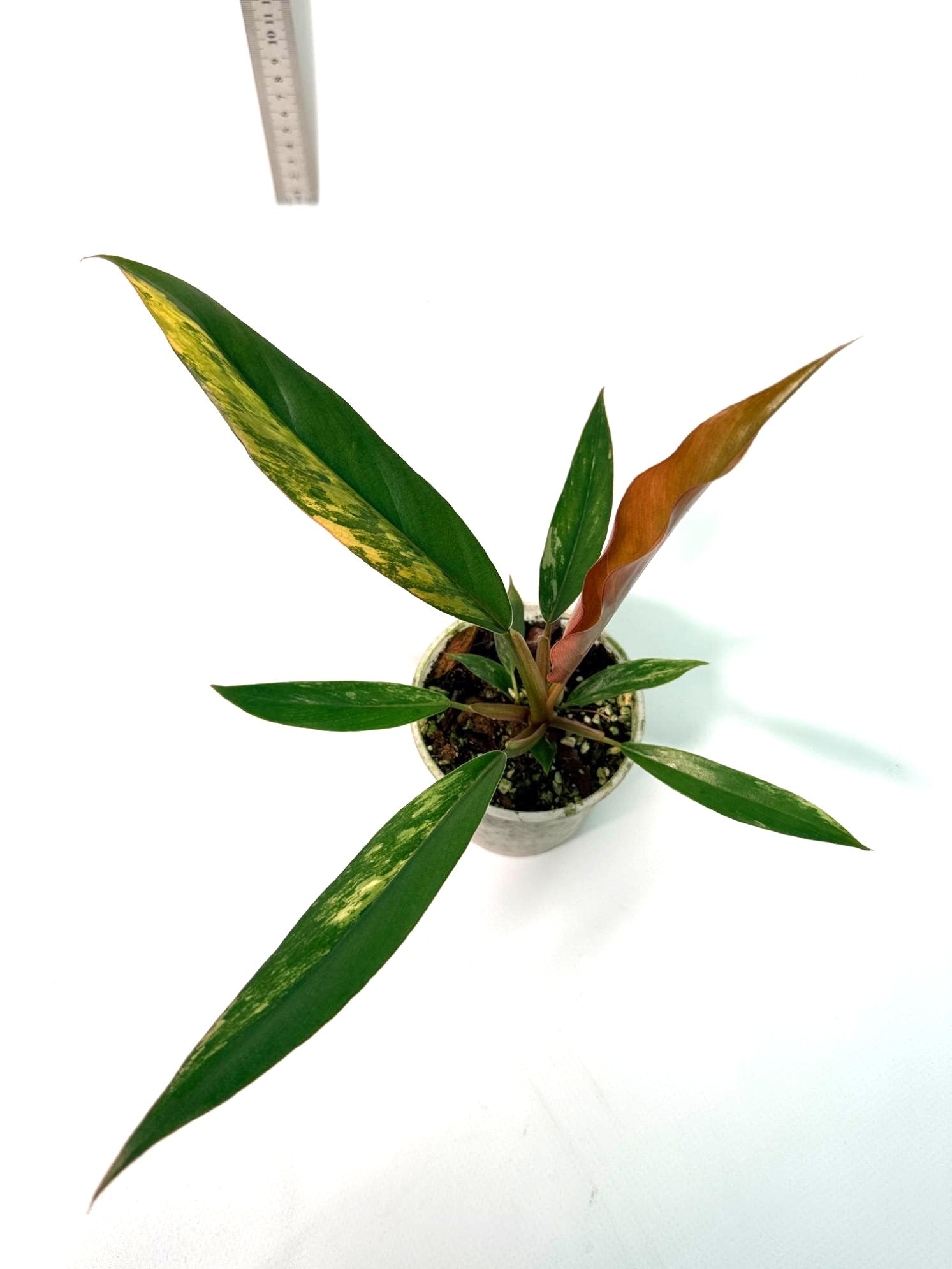 Philodendron Caramel Marble 1