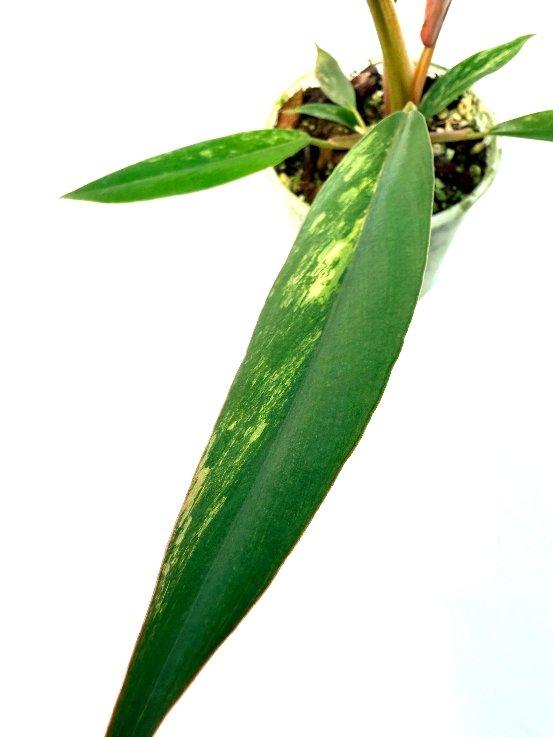 Philodendron Caramel Marble 8