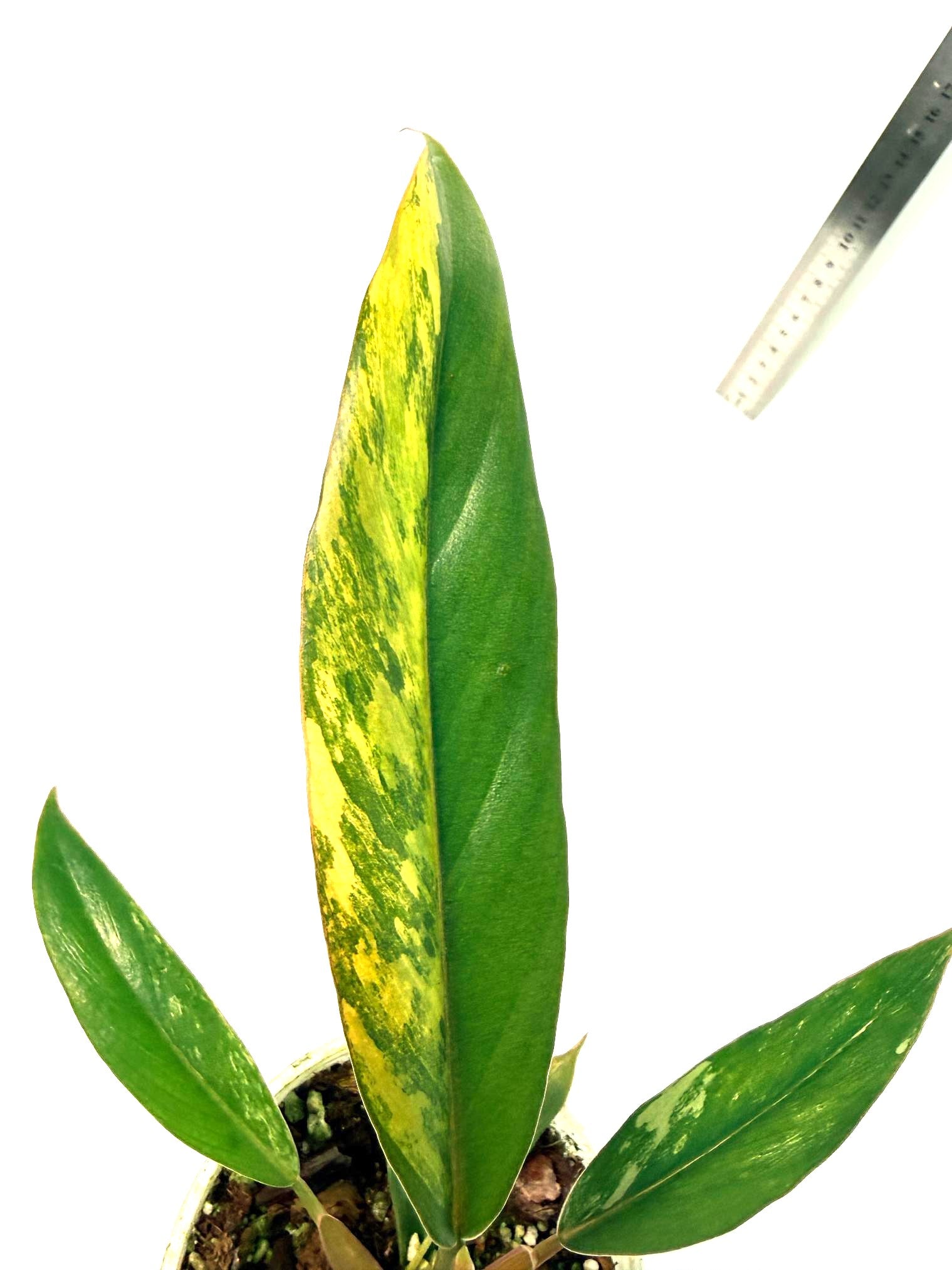 philodendron caramel marble scientific name Philodendron Caramel Marble