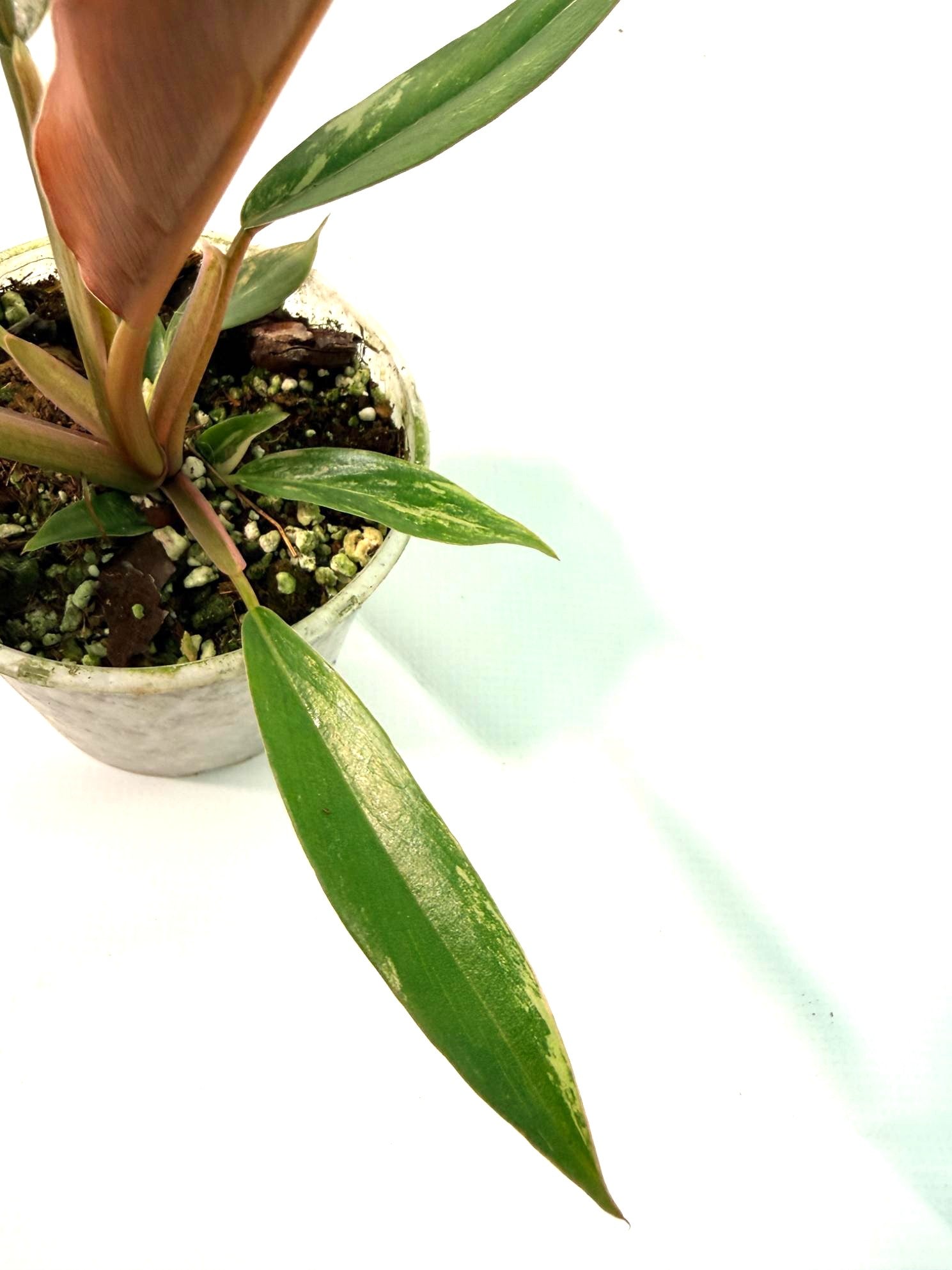 Philodendron Caramel Marble 4