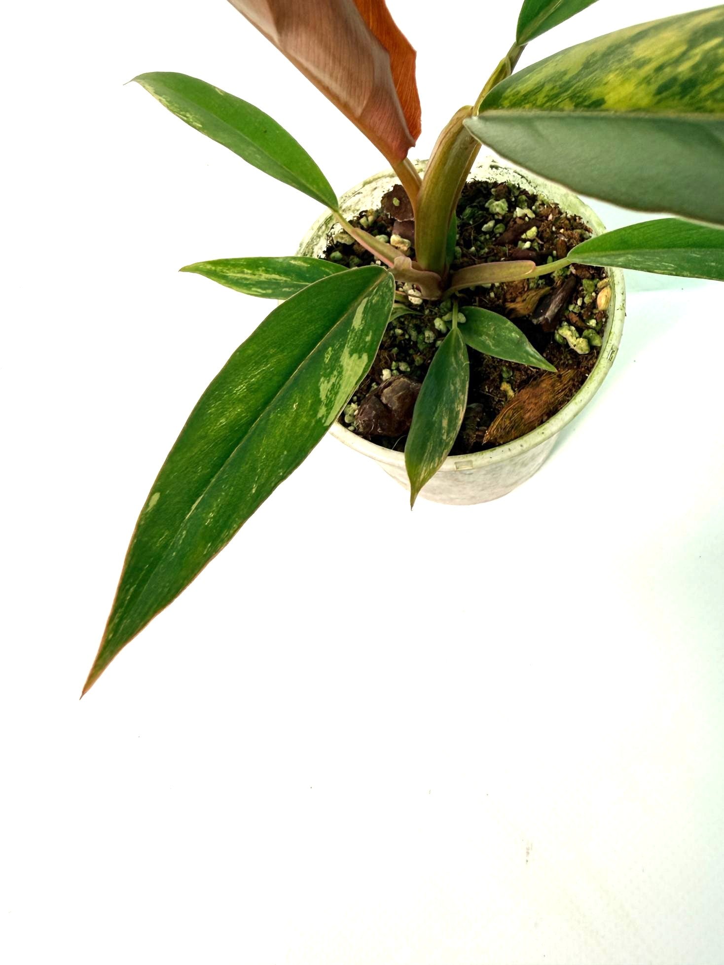Philodendron Caramel Marble 10