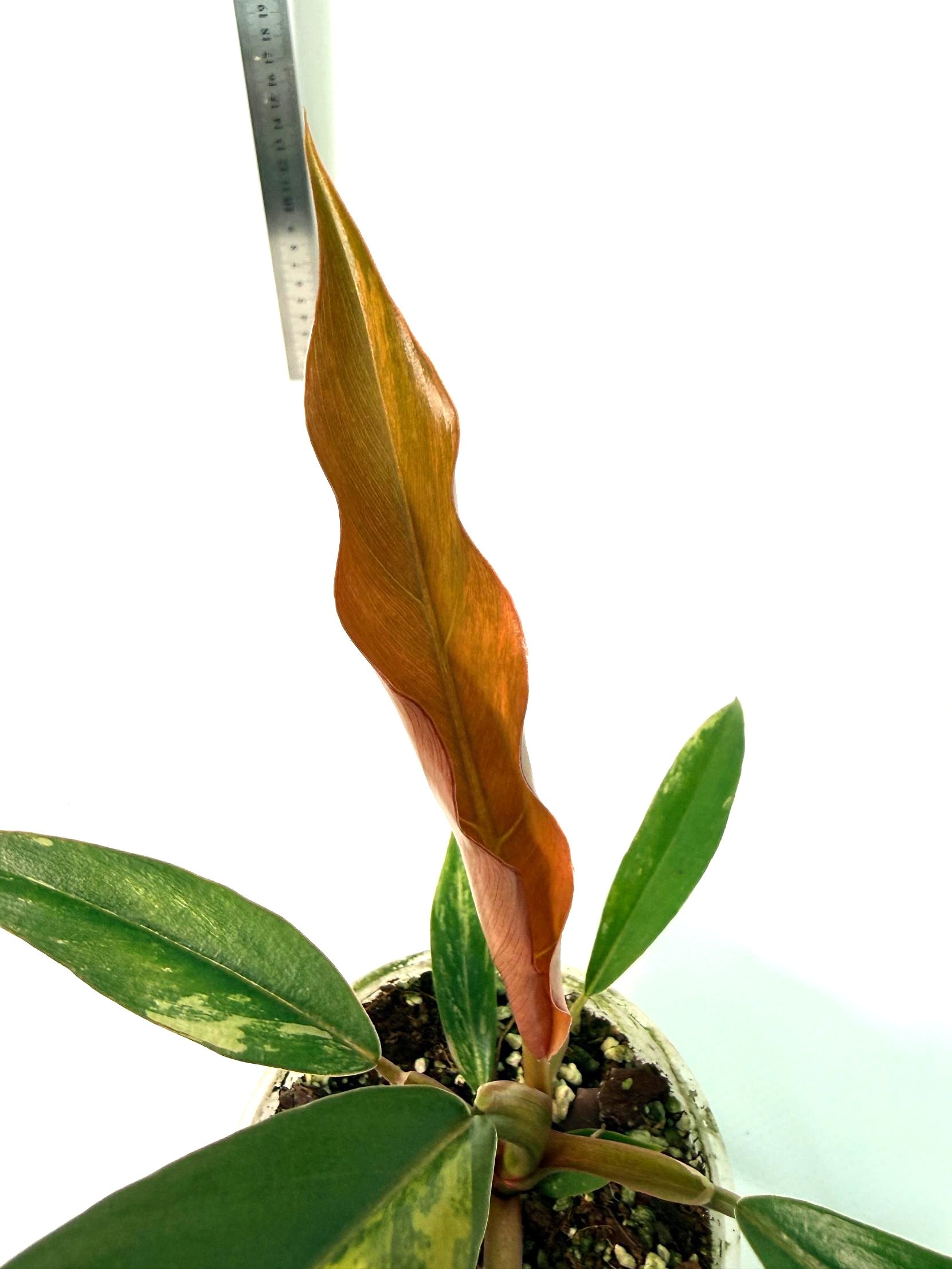 Philodendron Caramel Marble 7