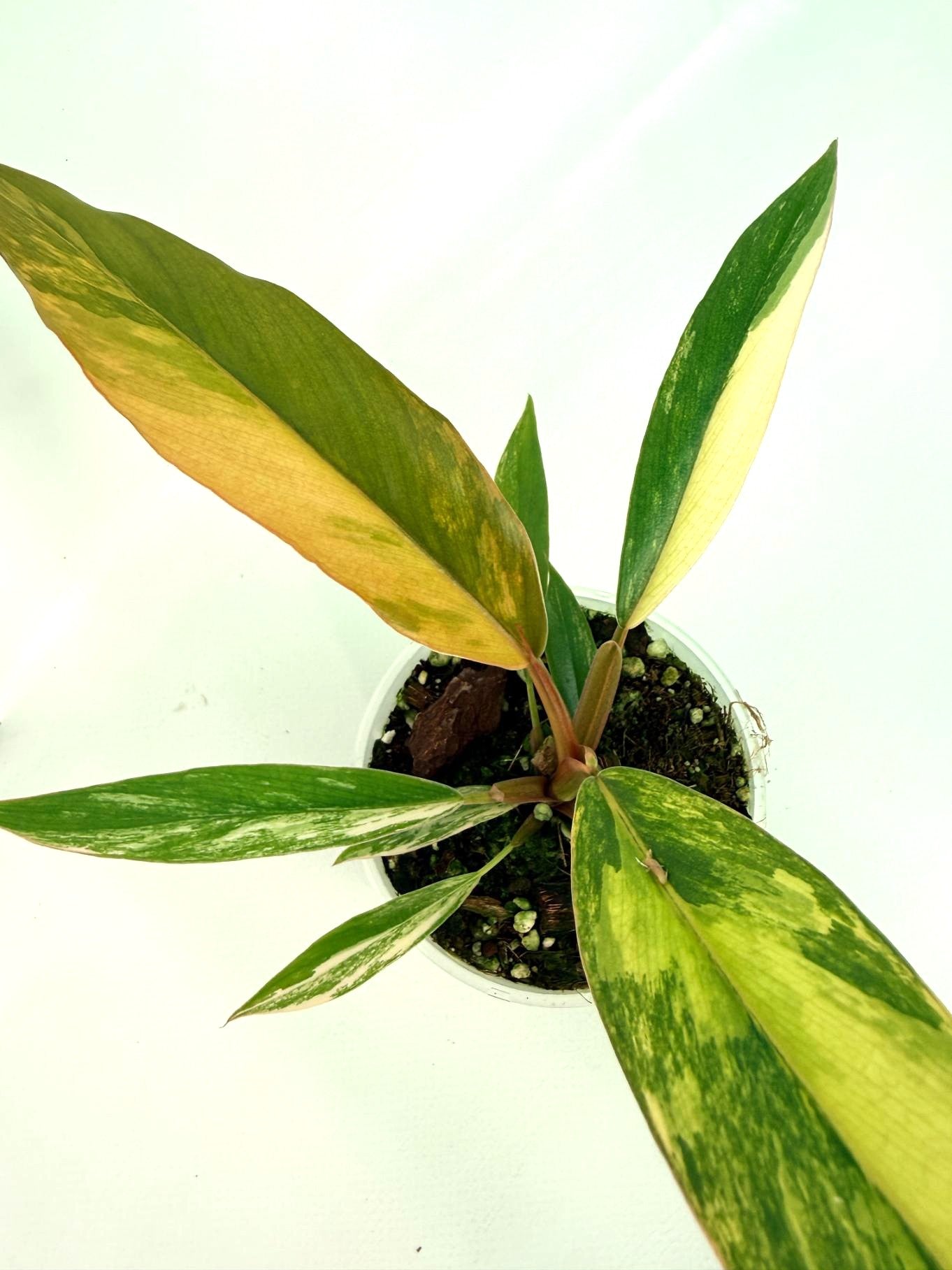 philodendron caramel marbel Philodendron Caramel Marble