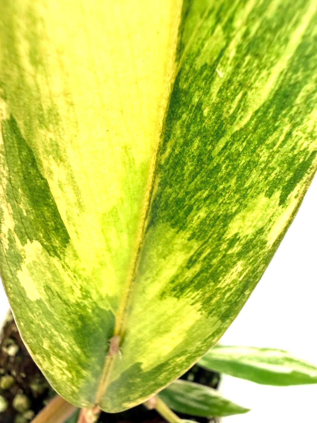 Philodendron Caramel Marble 10
