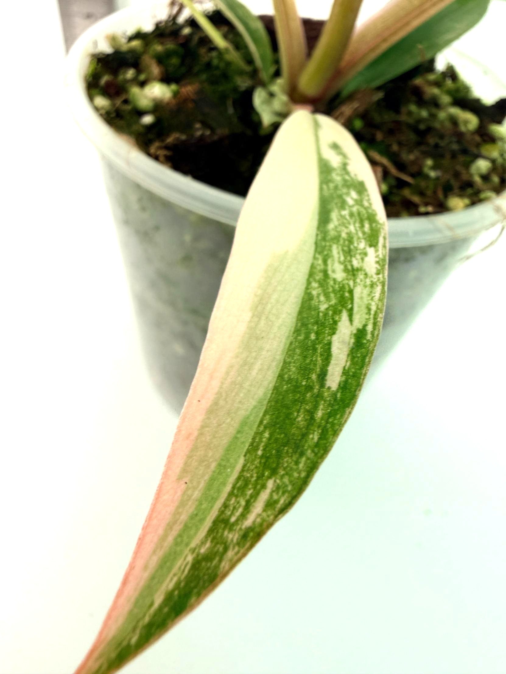 Philodendron Caramel Marble 9