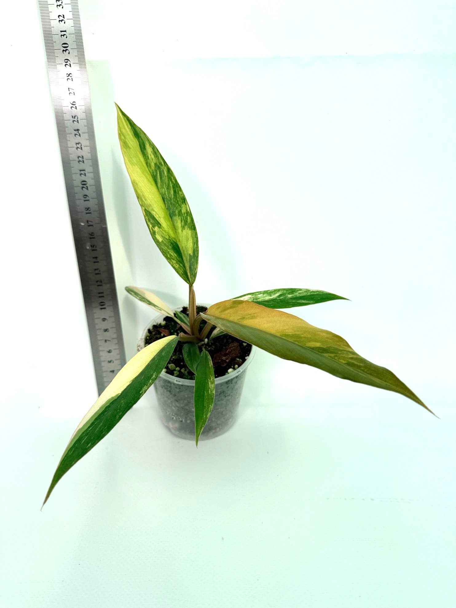Philodendron Caramel Marble 5