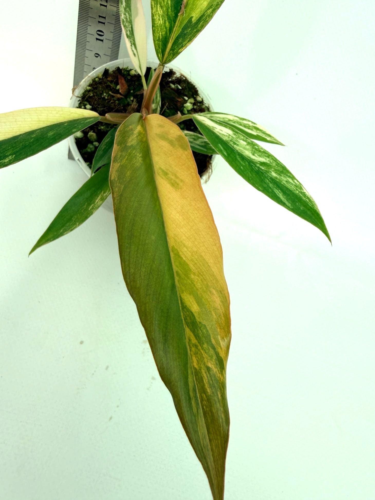 Philodendron Caramel Marble 6