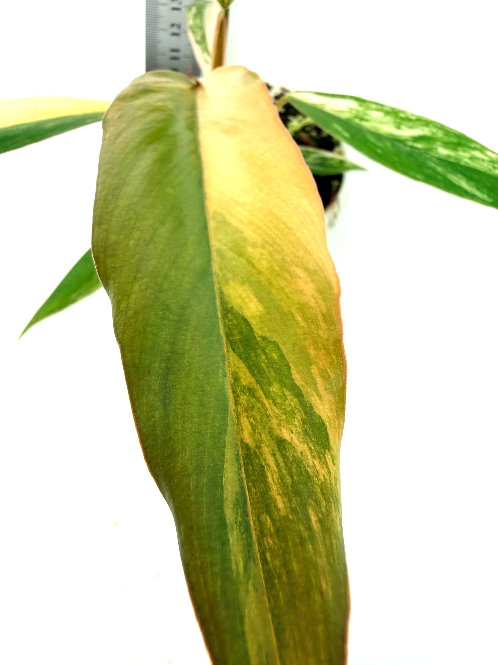 Philodendron Caramel Marble 2