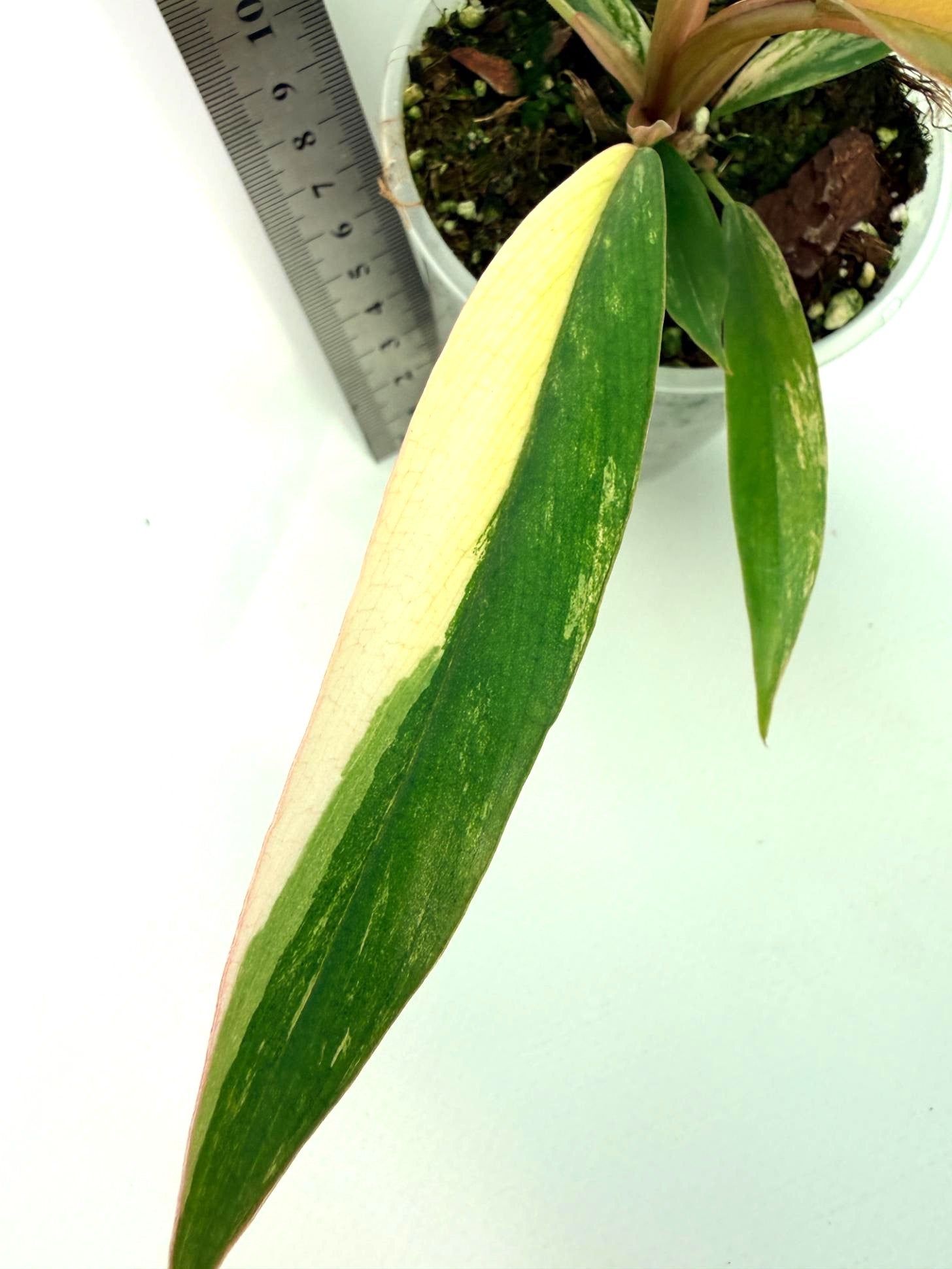 Philodendron Caramel Marble 7