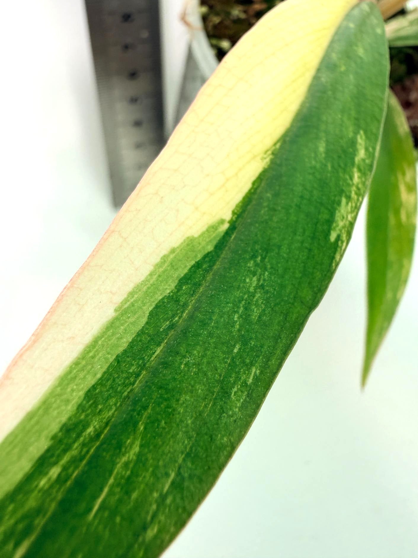 Philodendron Caramel Marble 4
