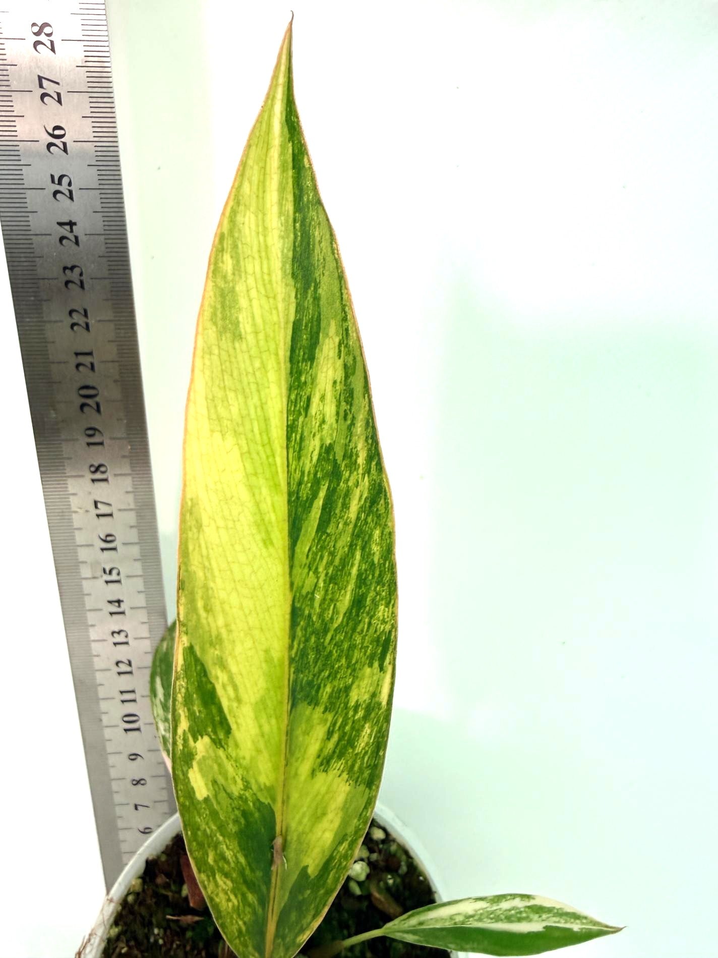 Philodendron Caramel Marble 8