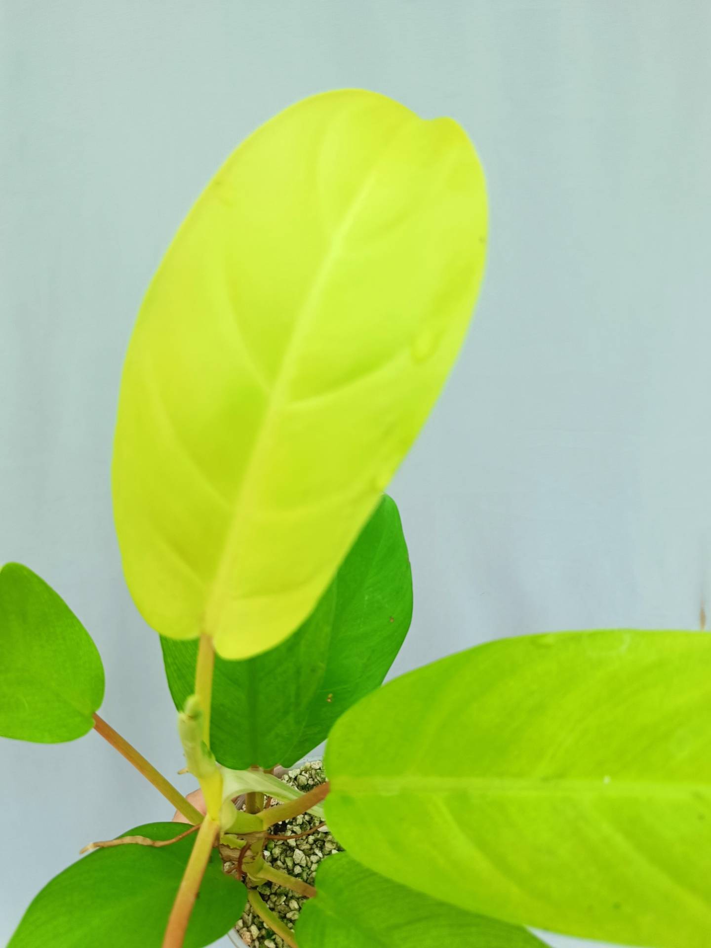 lemon leaf philodendron Philodendron Domesticum Lemon Lime (young plant)
