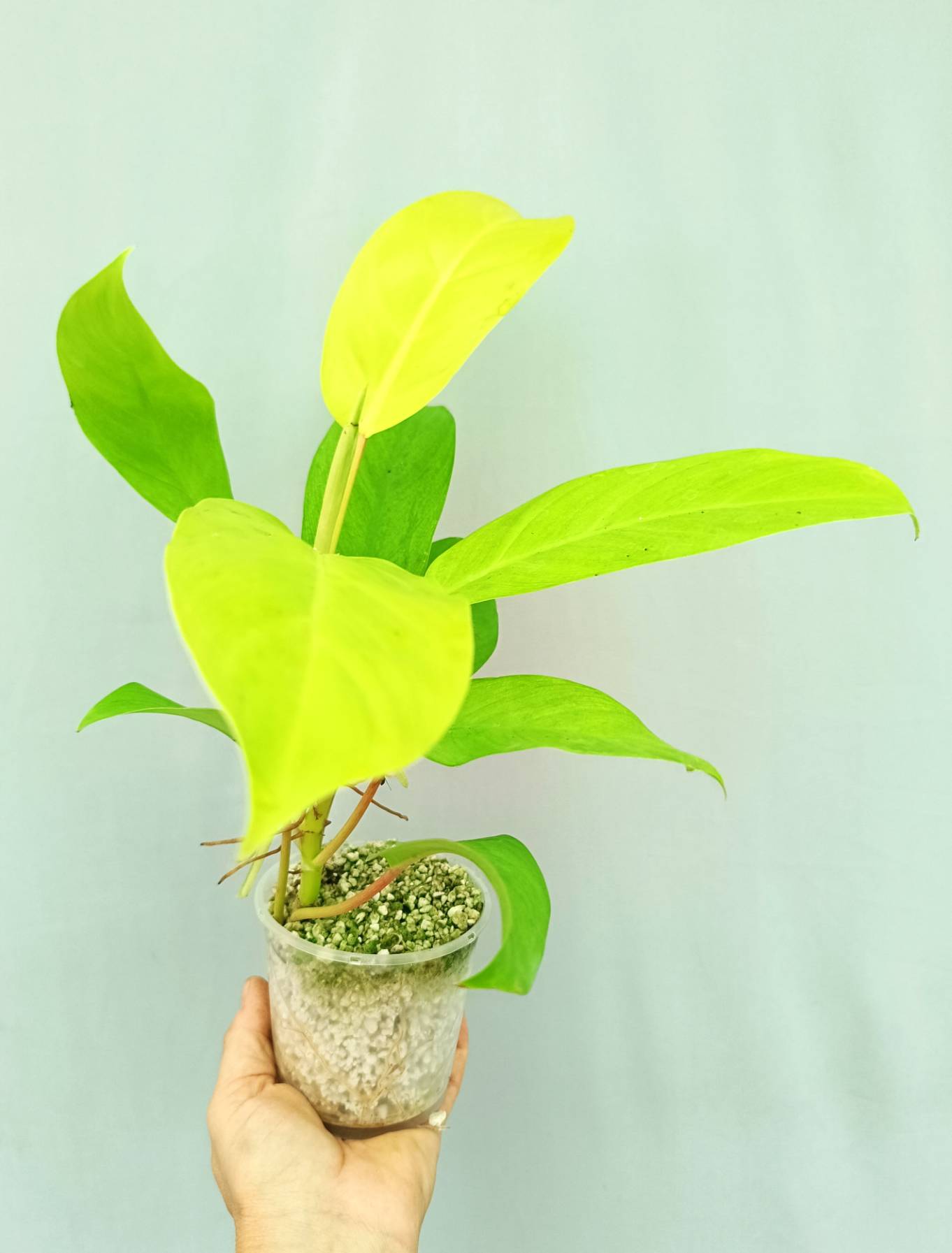 philodendron lemon lime sunlight Philodendron Domesticum Lemon Lime (young plant)