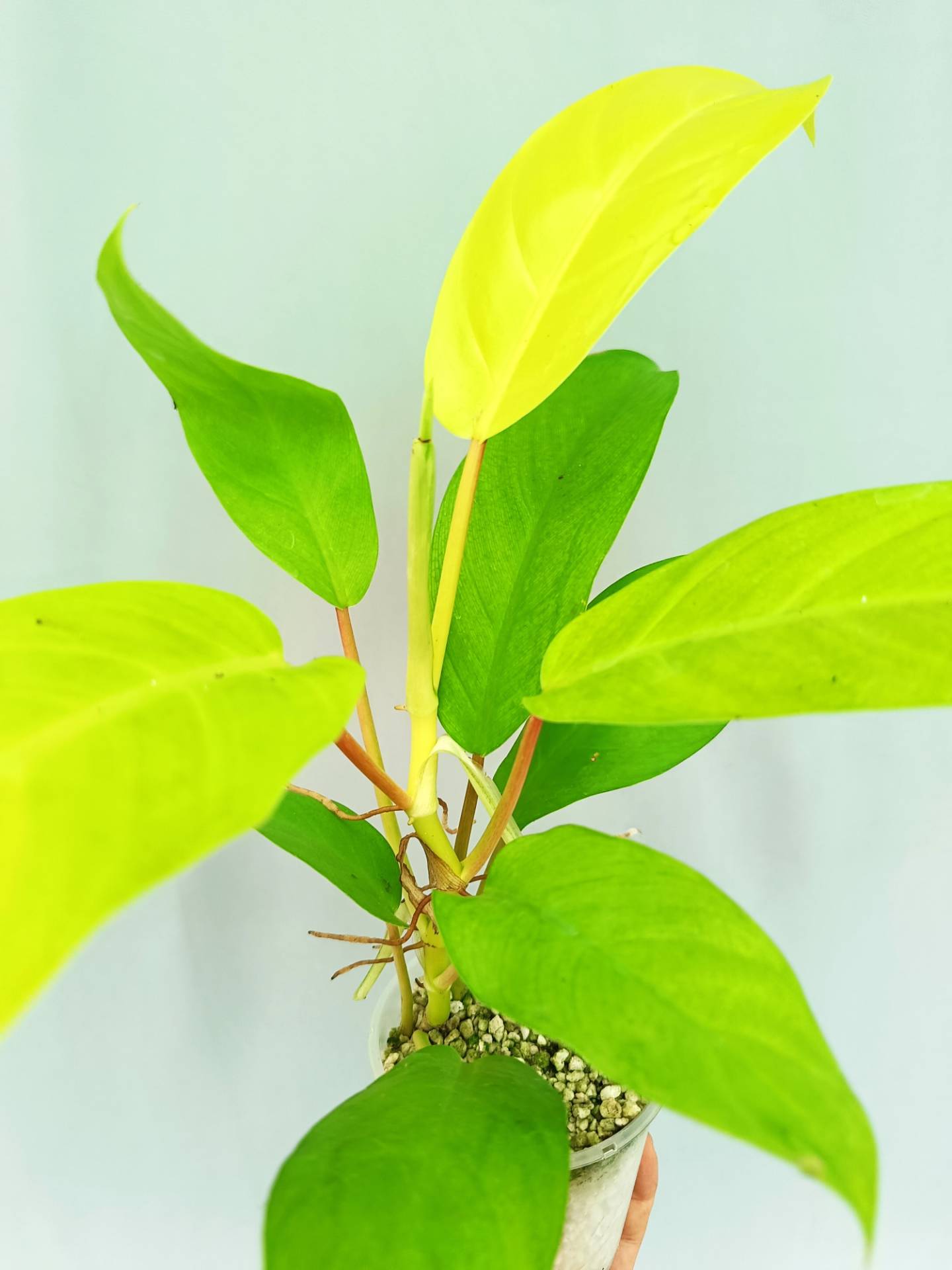 lemon lime philodendron Philodendron Domesticum Lemon Lime (young plant)