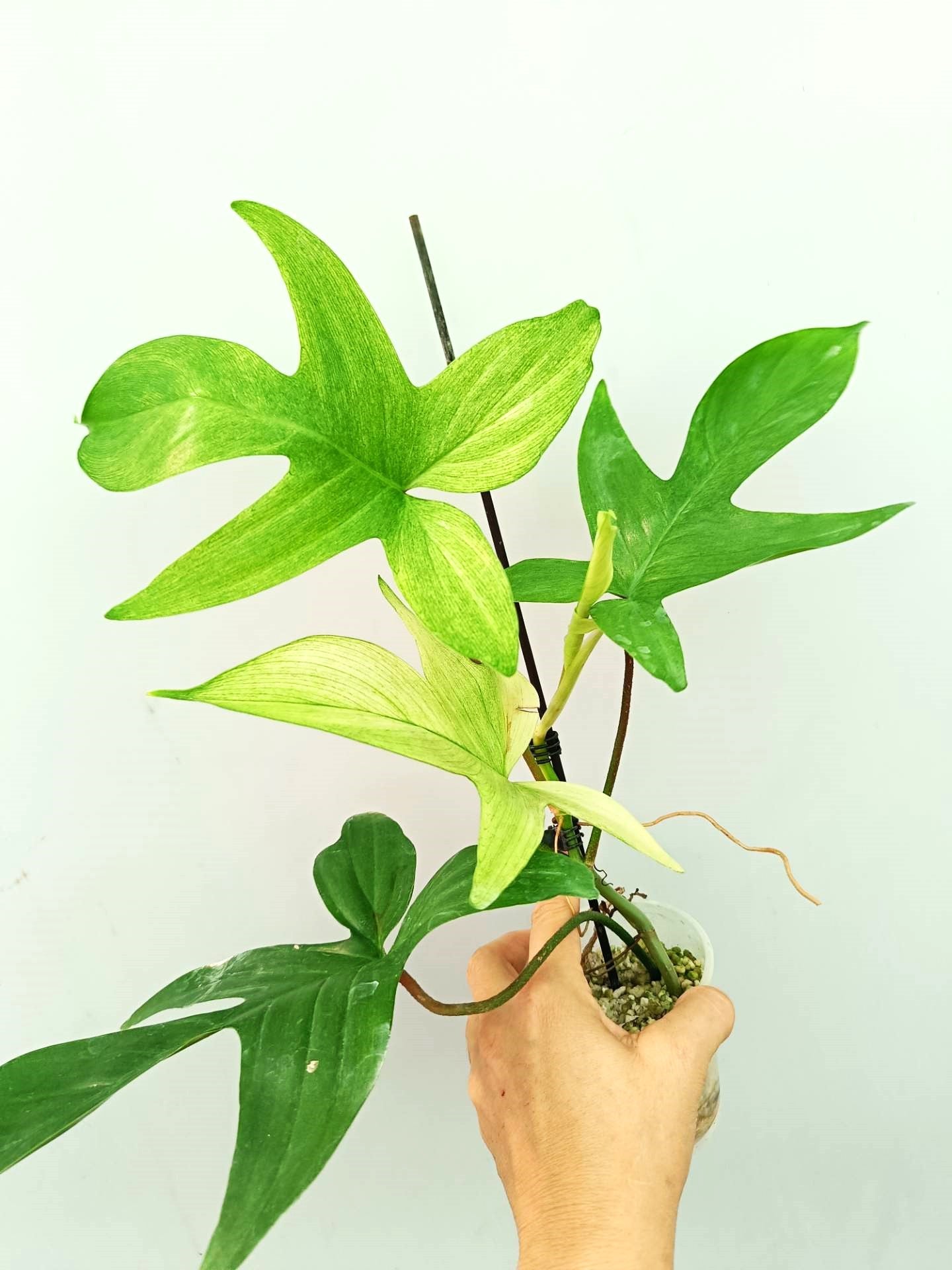 Philodendron Florida Ghost