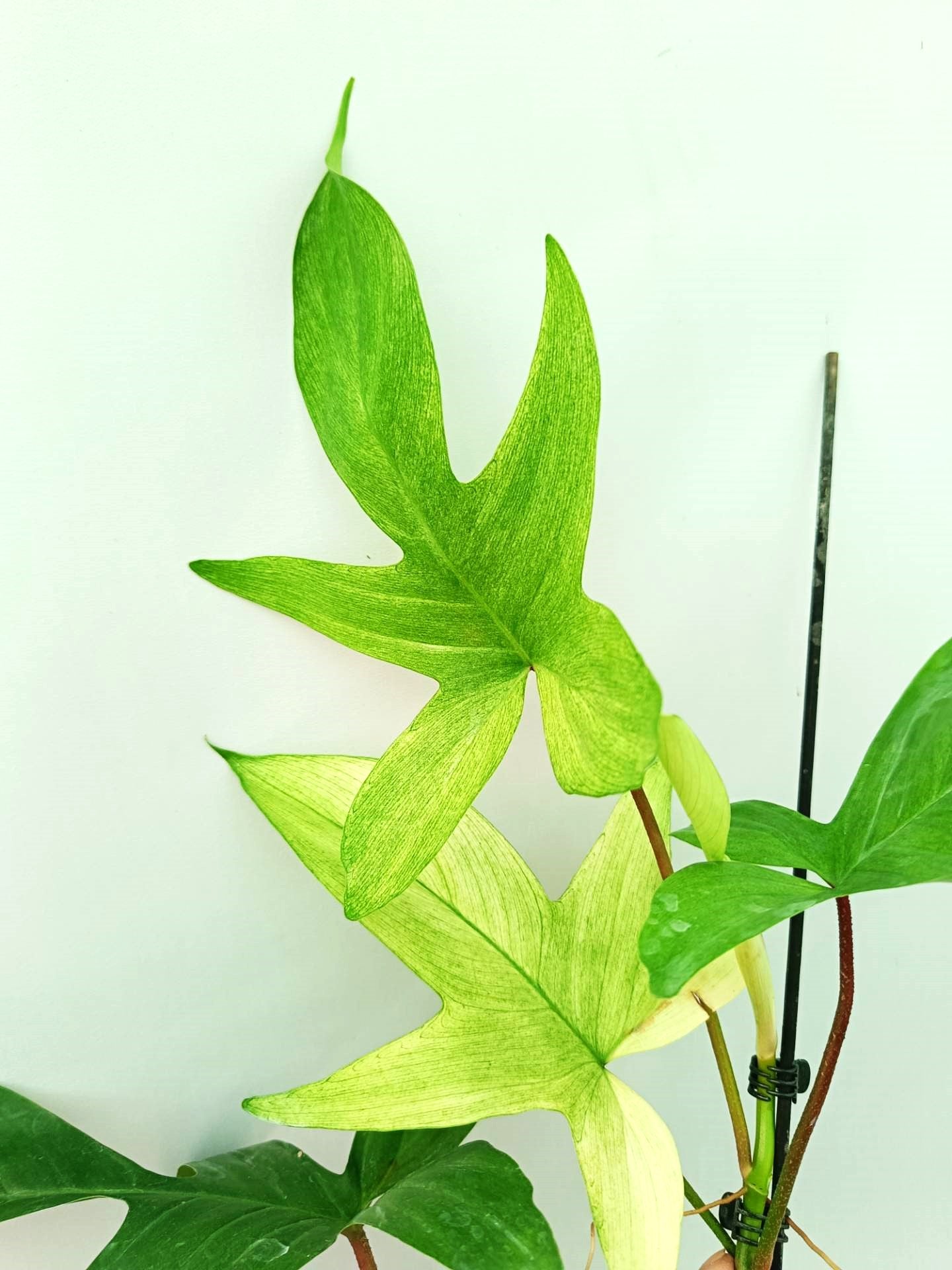 Philodendron Florida Ghost