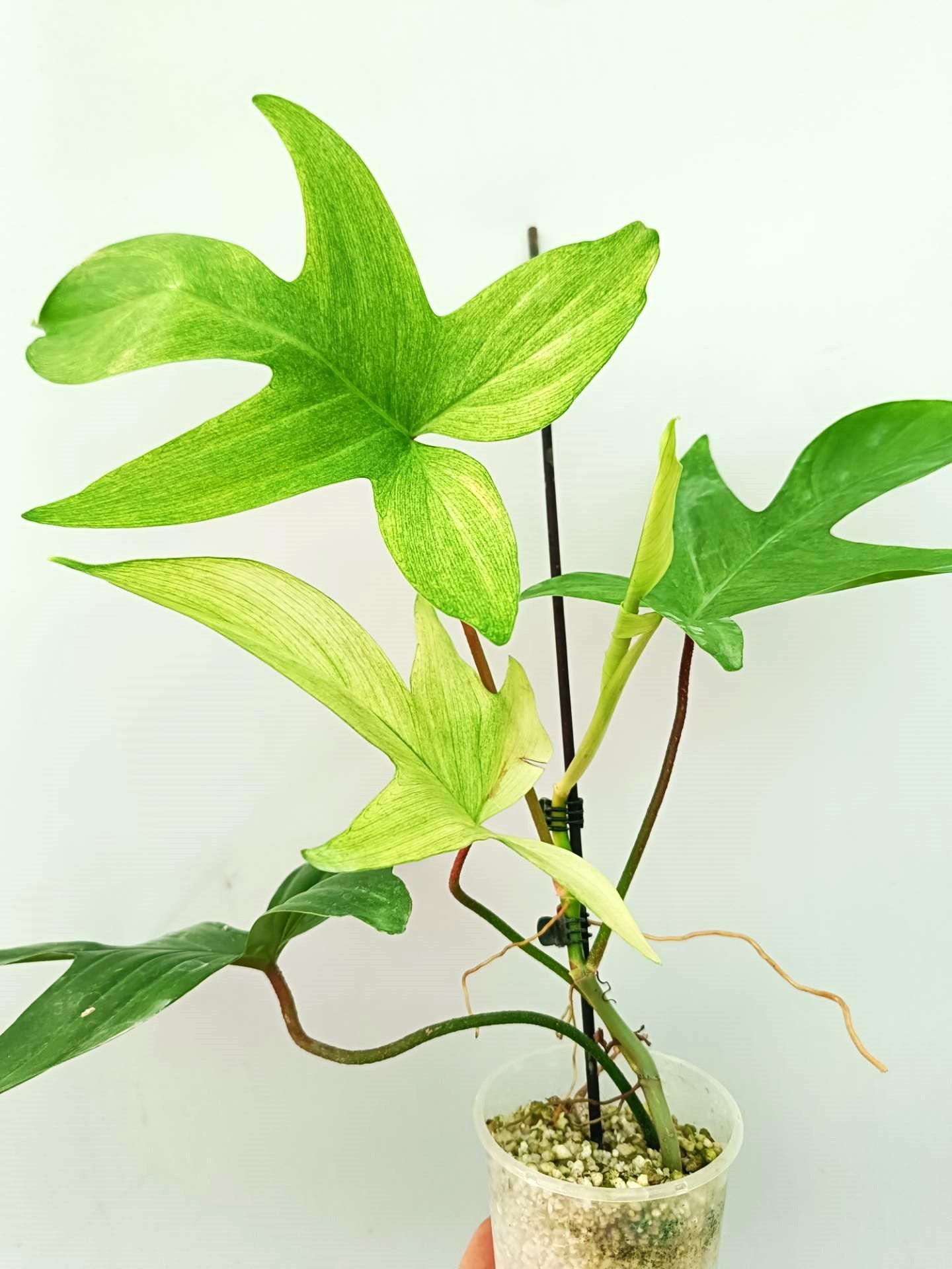 Philodendron Florida Ghost