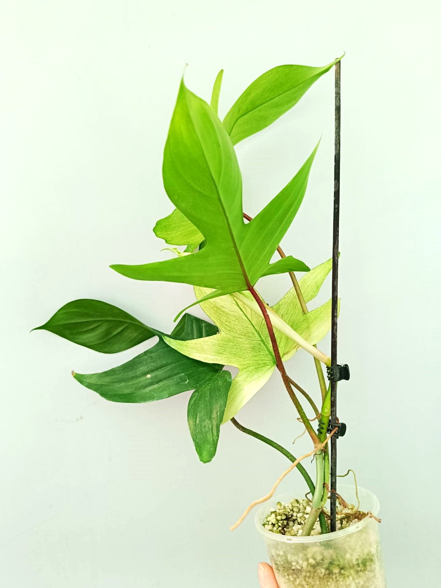 Philodendron Florida Ghost