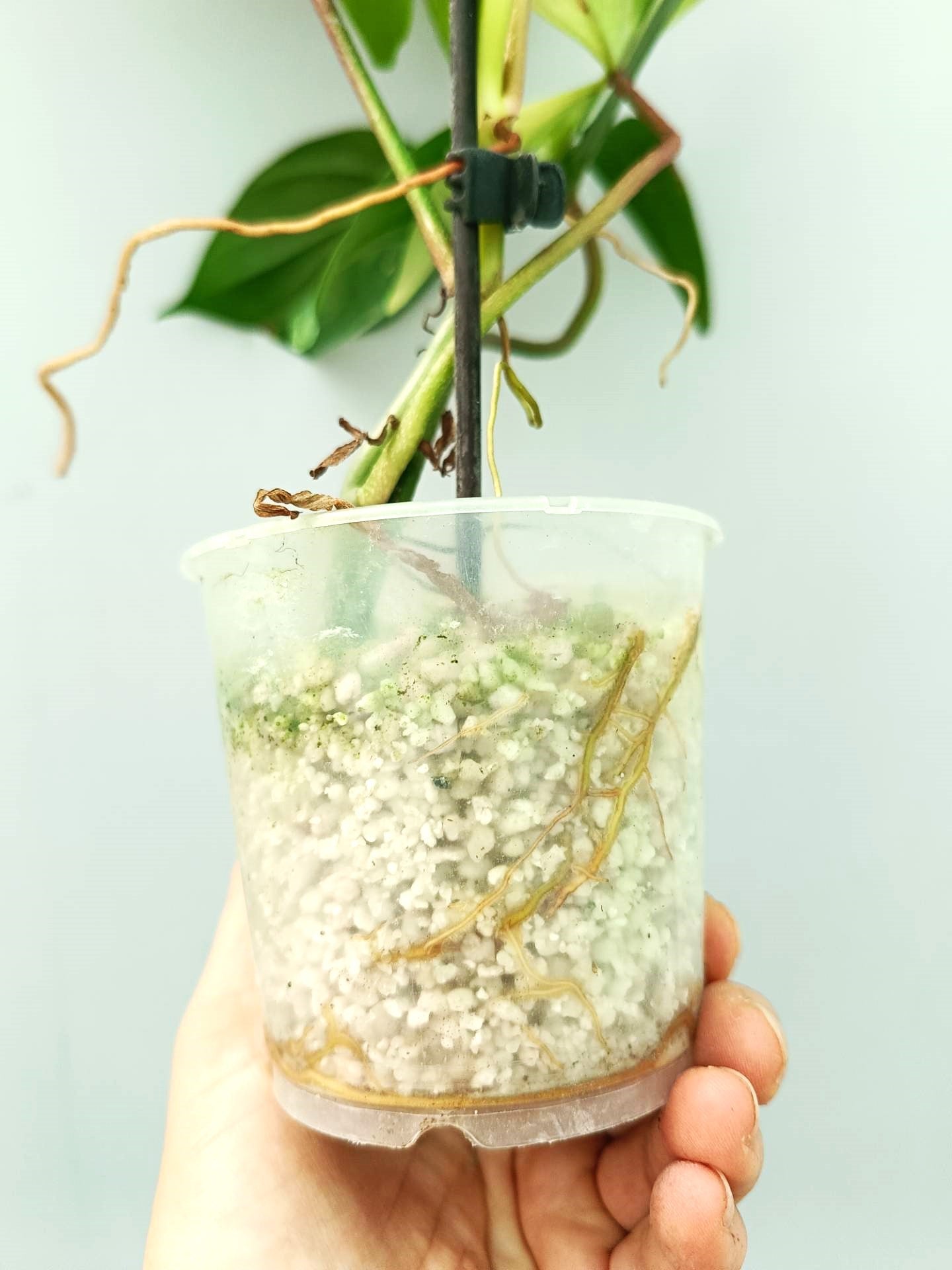 Philodendron Florida Ghost