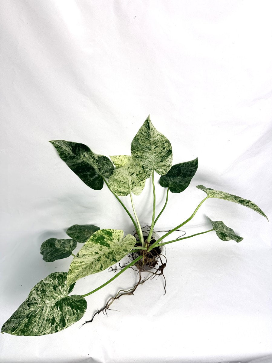 Philodendron  Giganteum Variegata