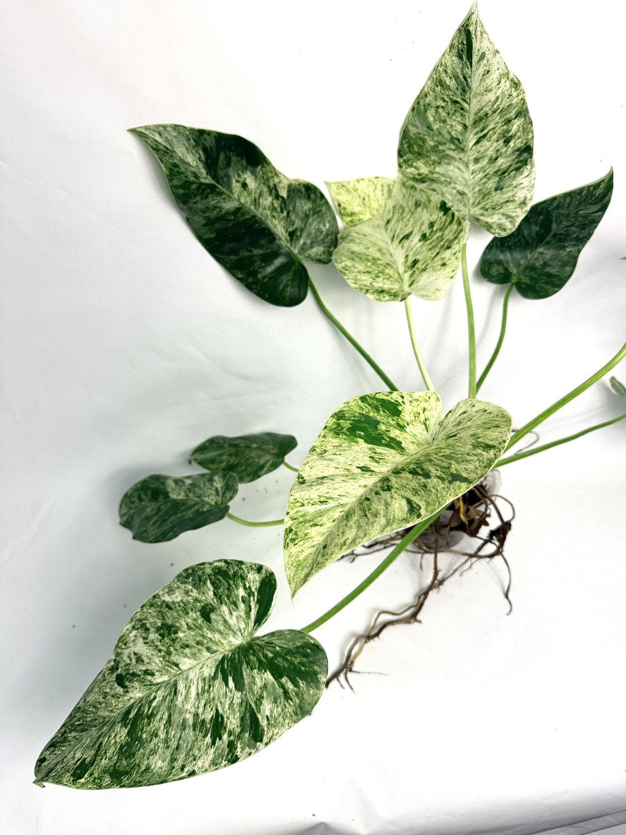 philodendron giganteum variegated Philodendron Giganteum Variegata