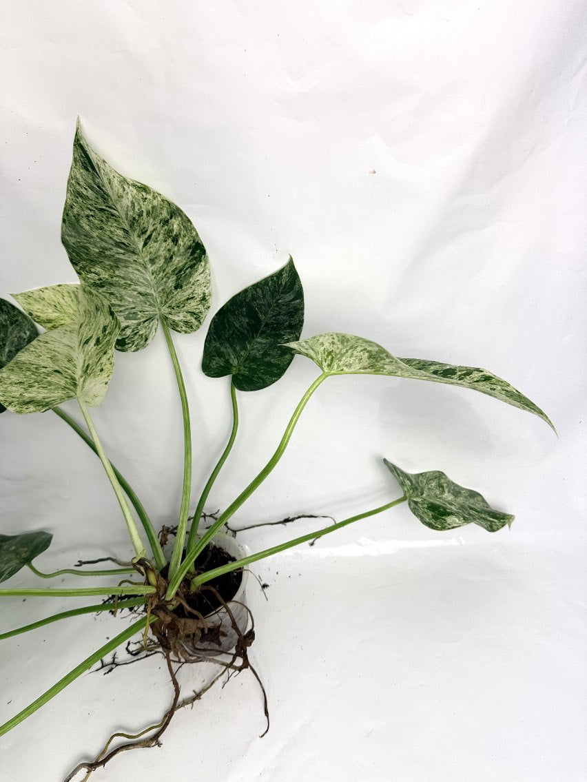Philodendron  Giganteum Variegata