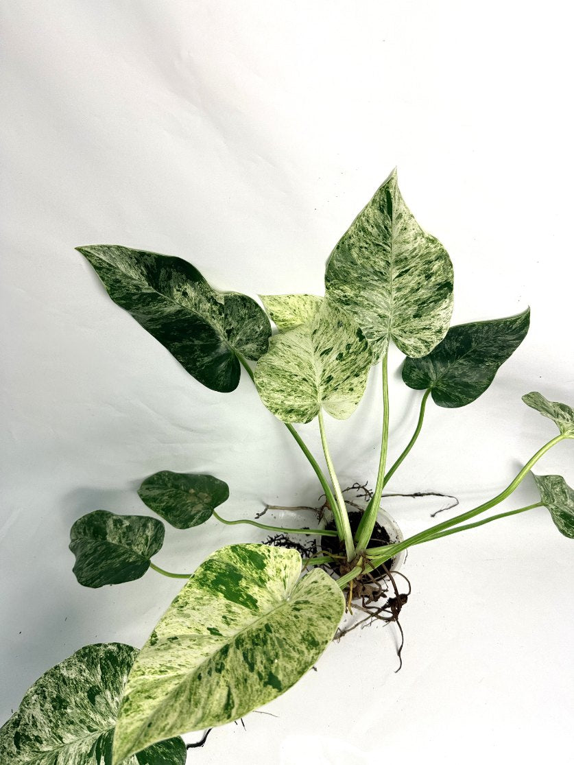 Philodendron  Giganteum Variegata