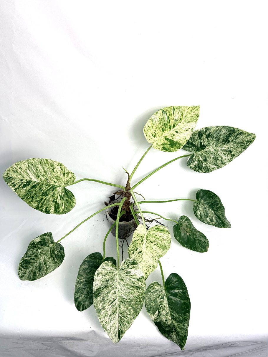 Philodendron  Giganteum Variegata