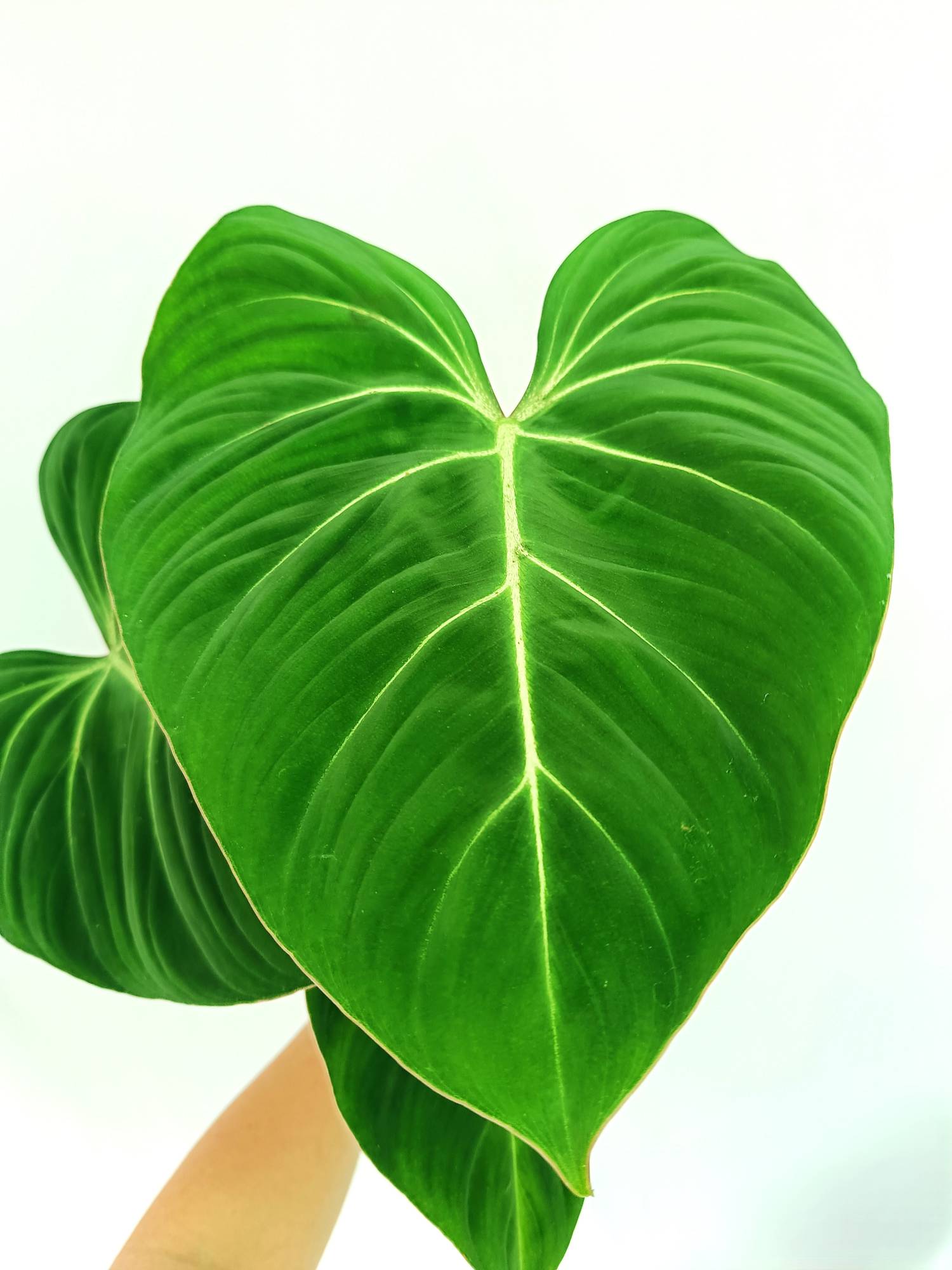 Philodendron gloriosum flat form