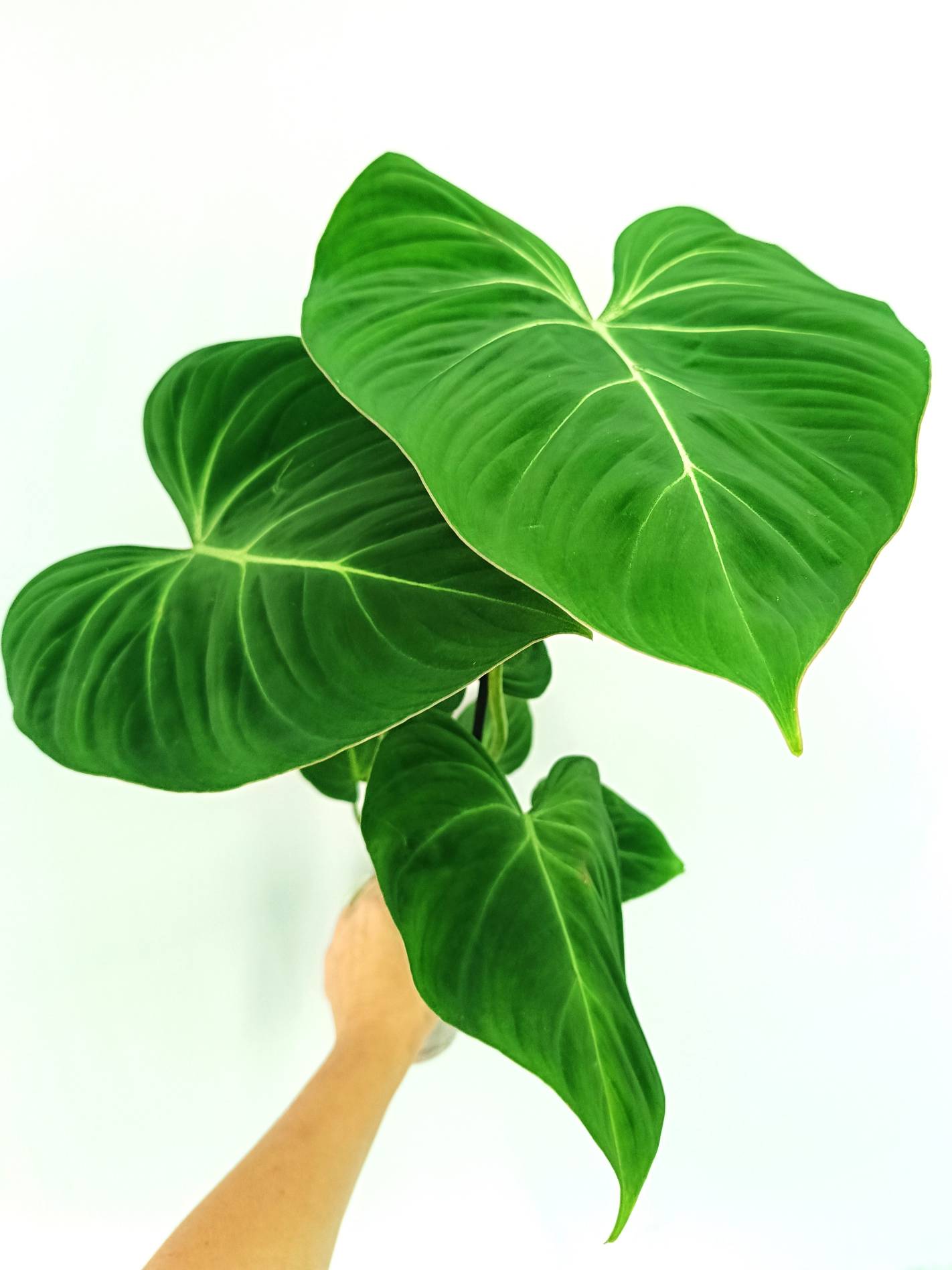 Philodendron gloriosum flat form