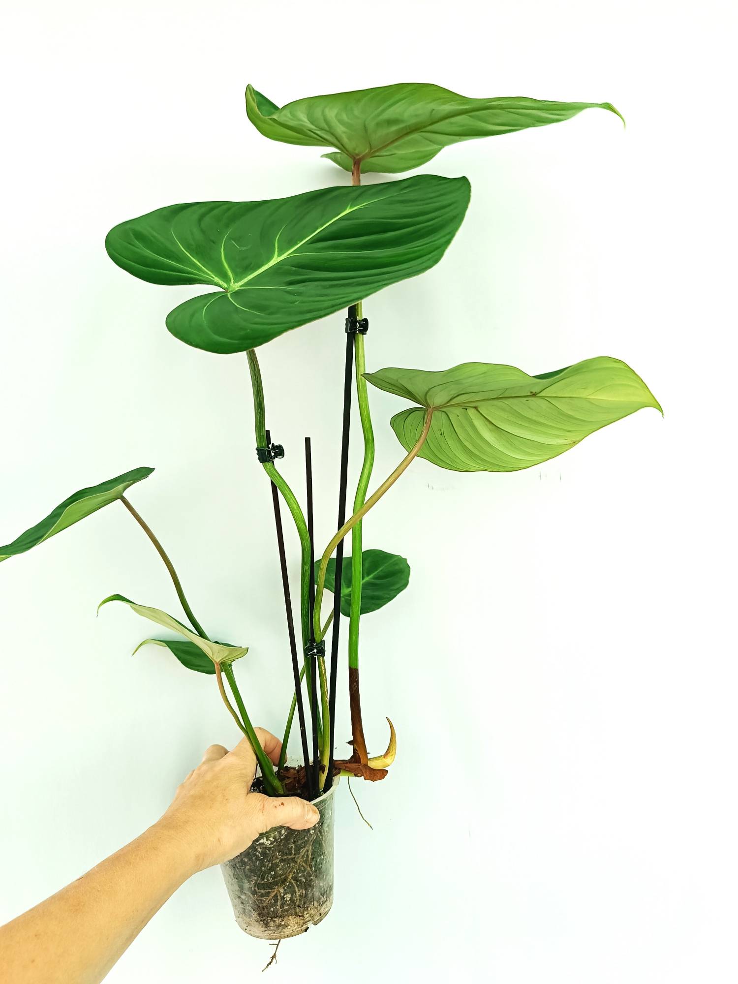 Philodendron gloriosum flat form