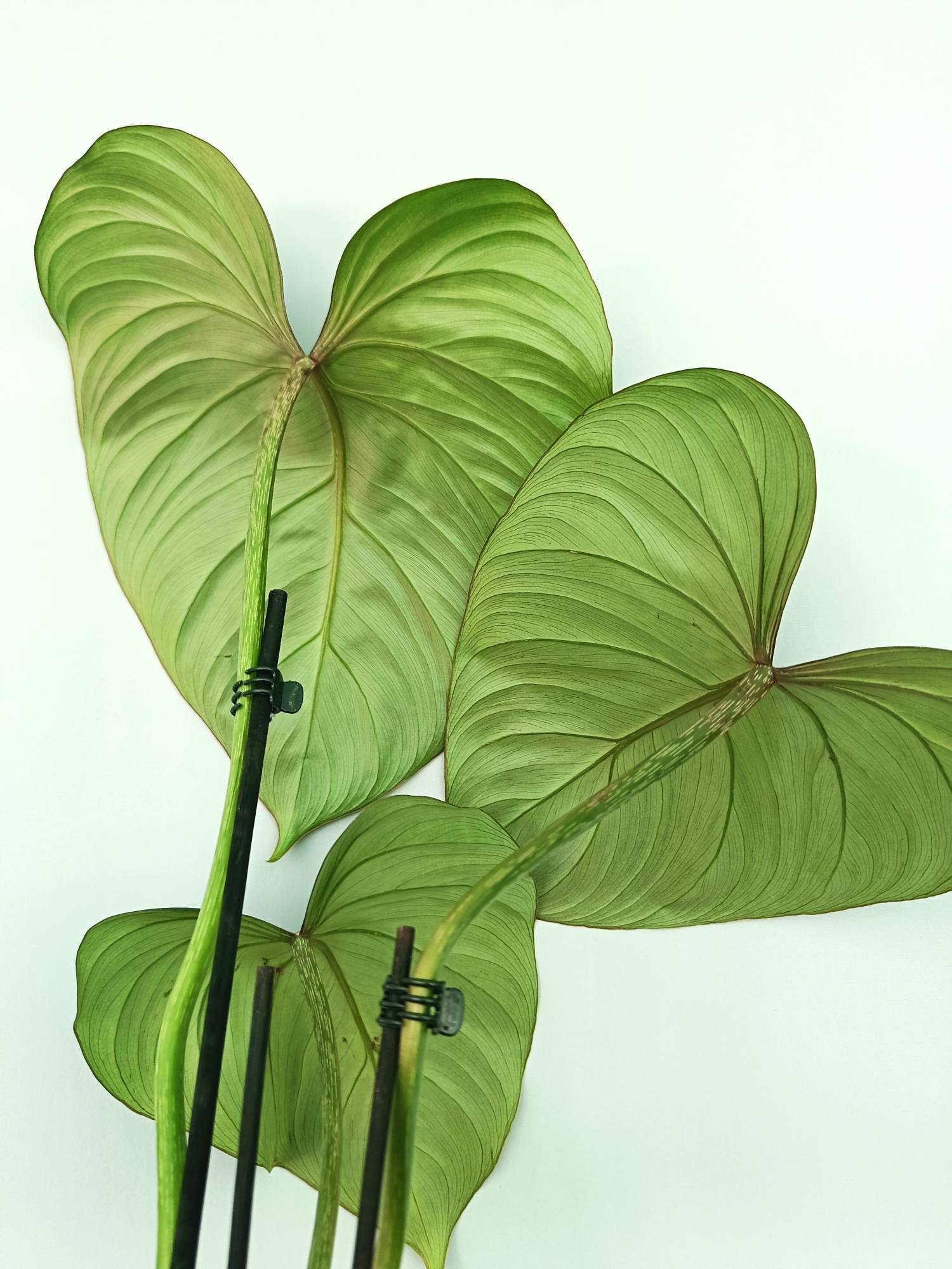 philodendron gloriosum forms Philodendron gloriosum flat form