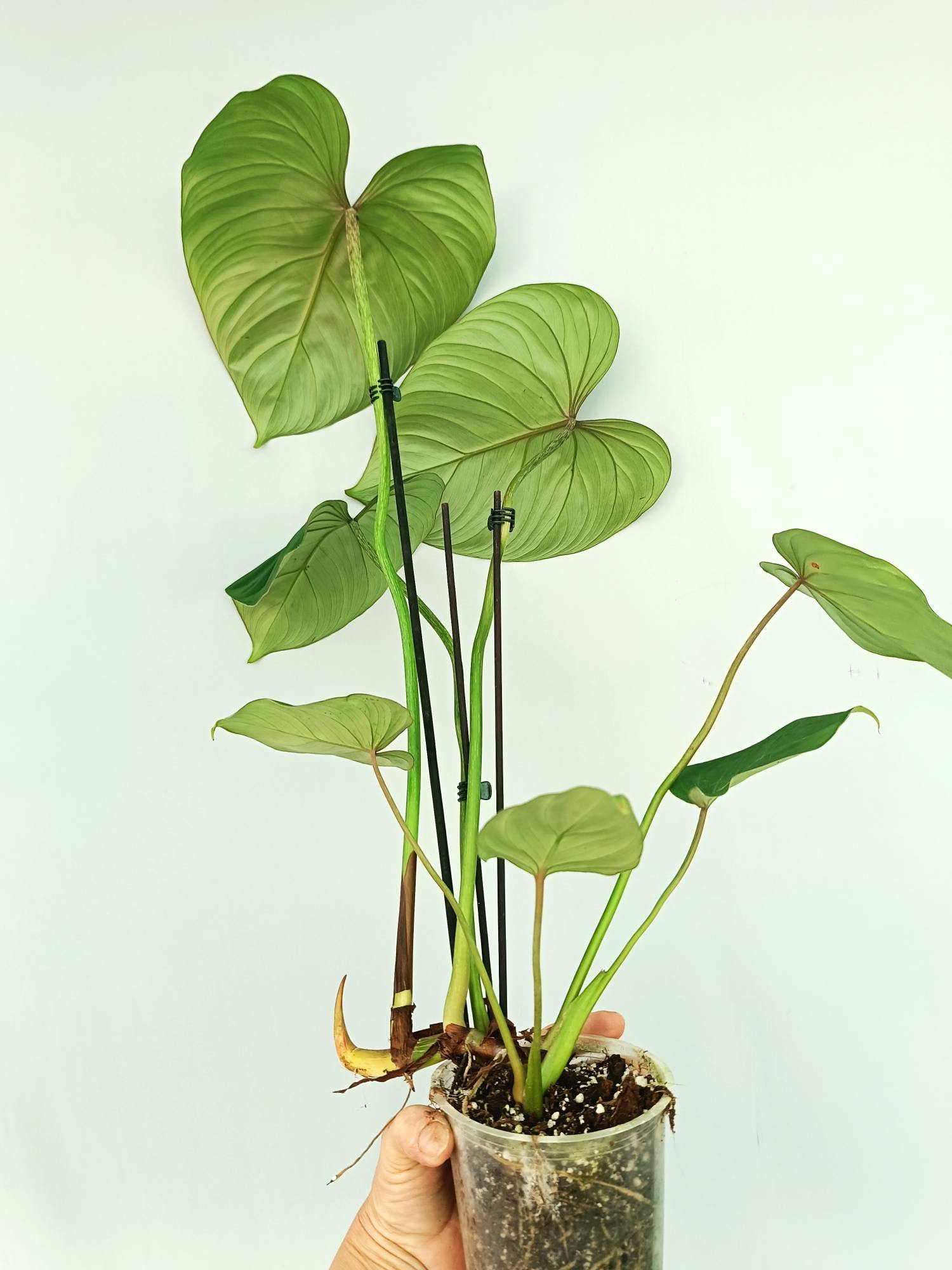 philodendron gloriosum for sale near me Philodendron gloriosum flat form