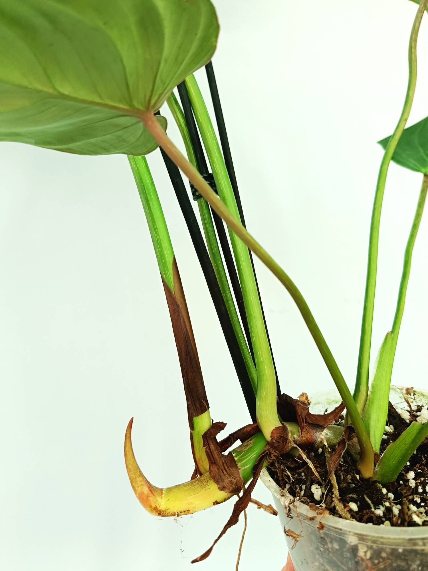 Philodendron gloriosum flat form