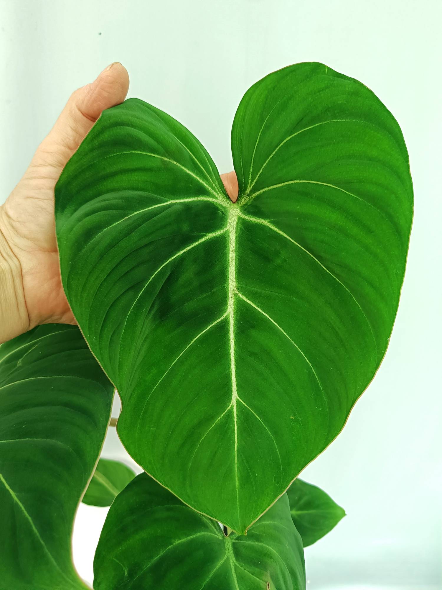 philodendron flat leaf Philodendron gloriosum flat form